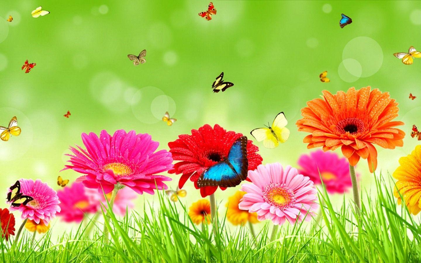 1440x900 3y45: Gerberas Flowers Wallpaper 33763391