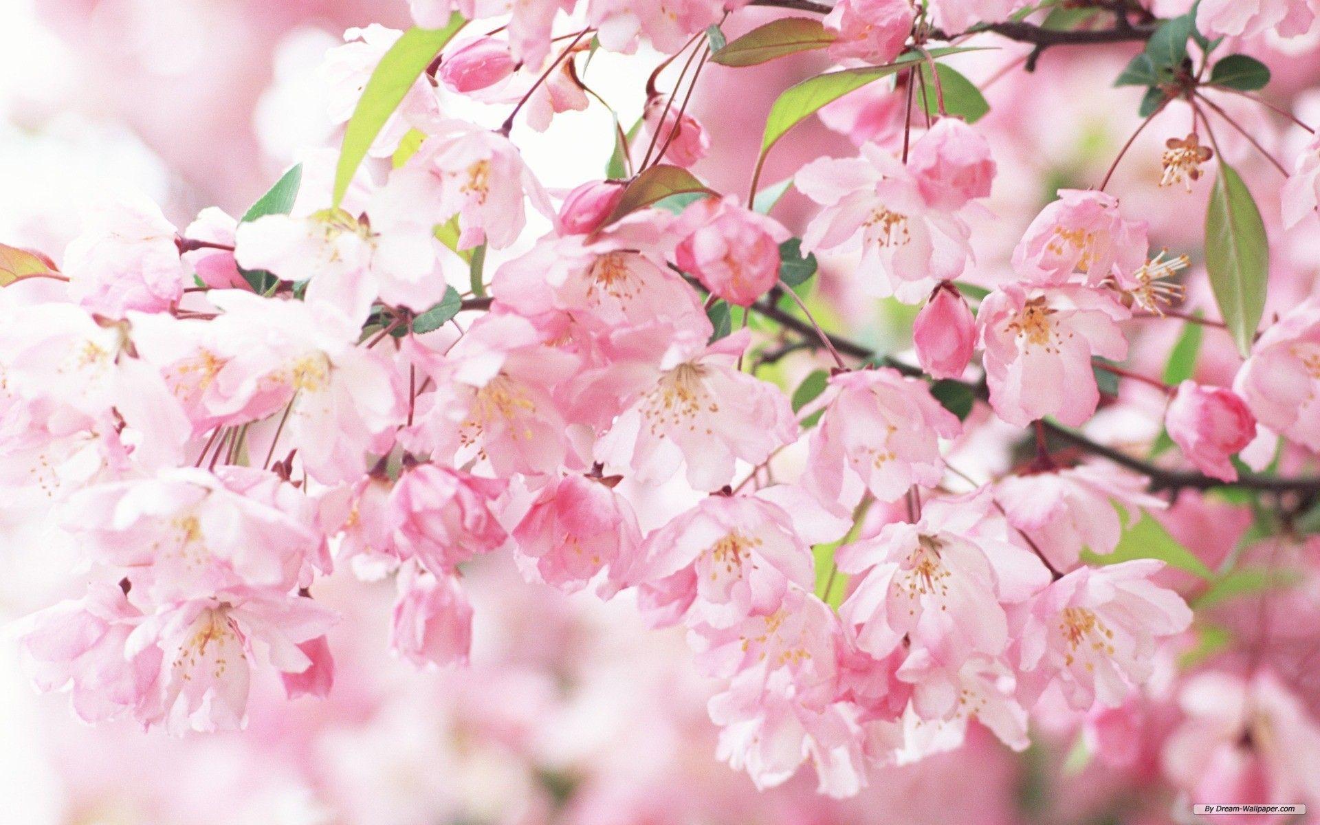Hình nền hoa có độ phân giải cao 1920x1200 https://wallpaperaccess.com/full/146236.jpg