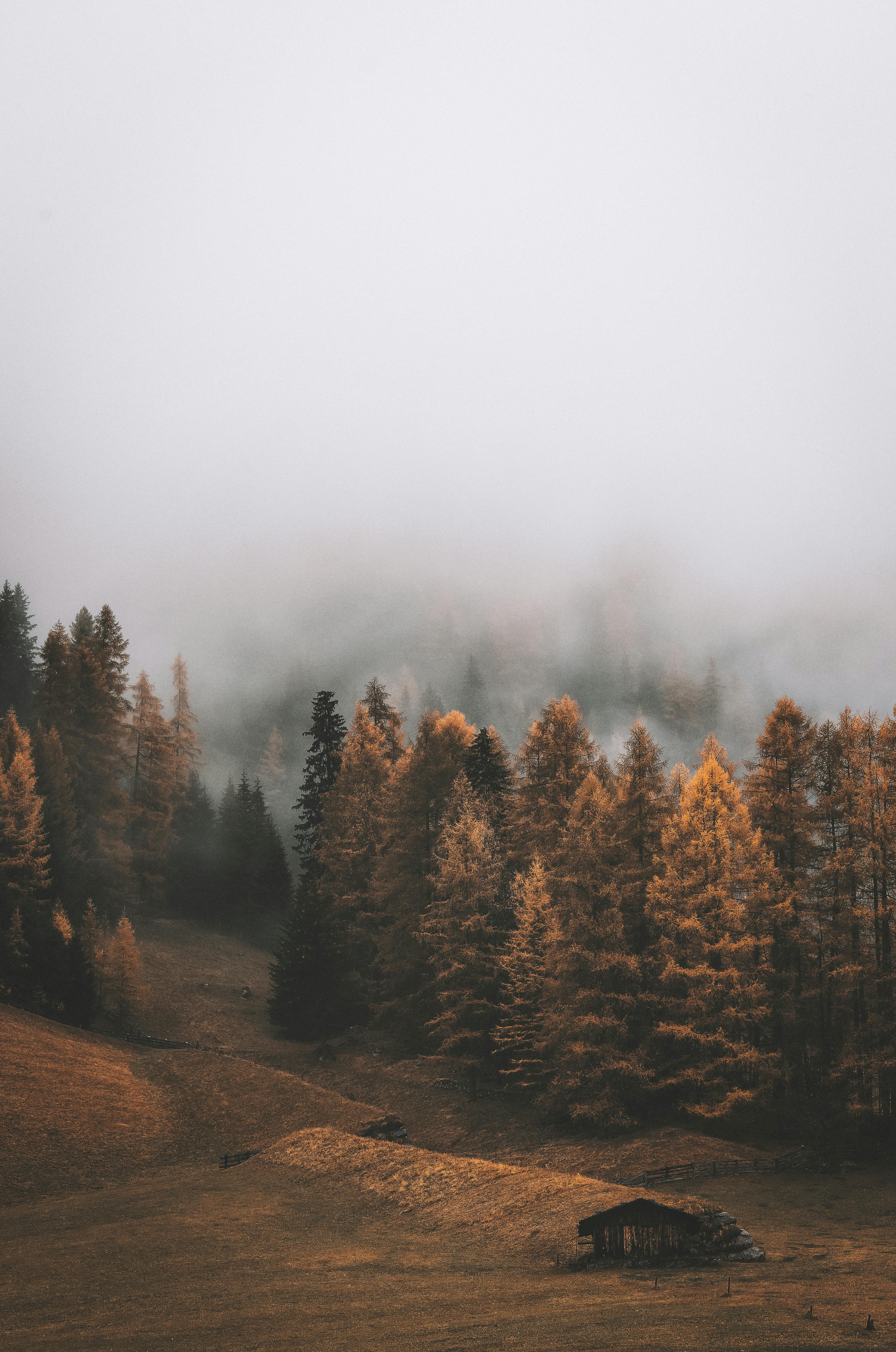 3605x5438 Foggy Forest Photo, Download The BEST