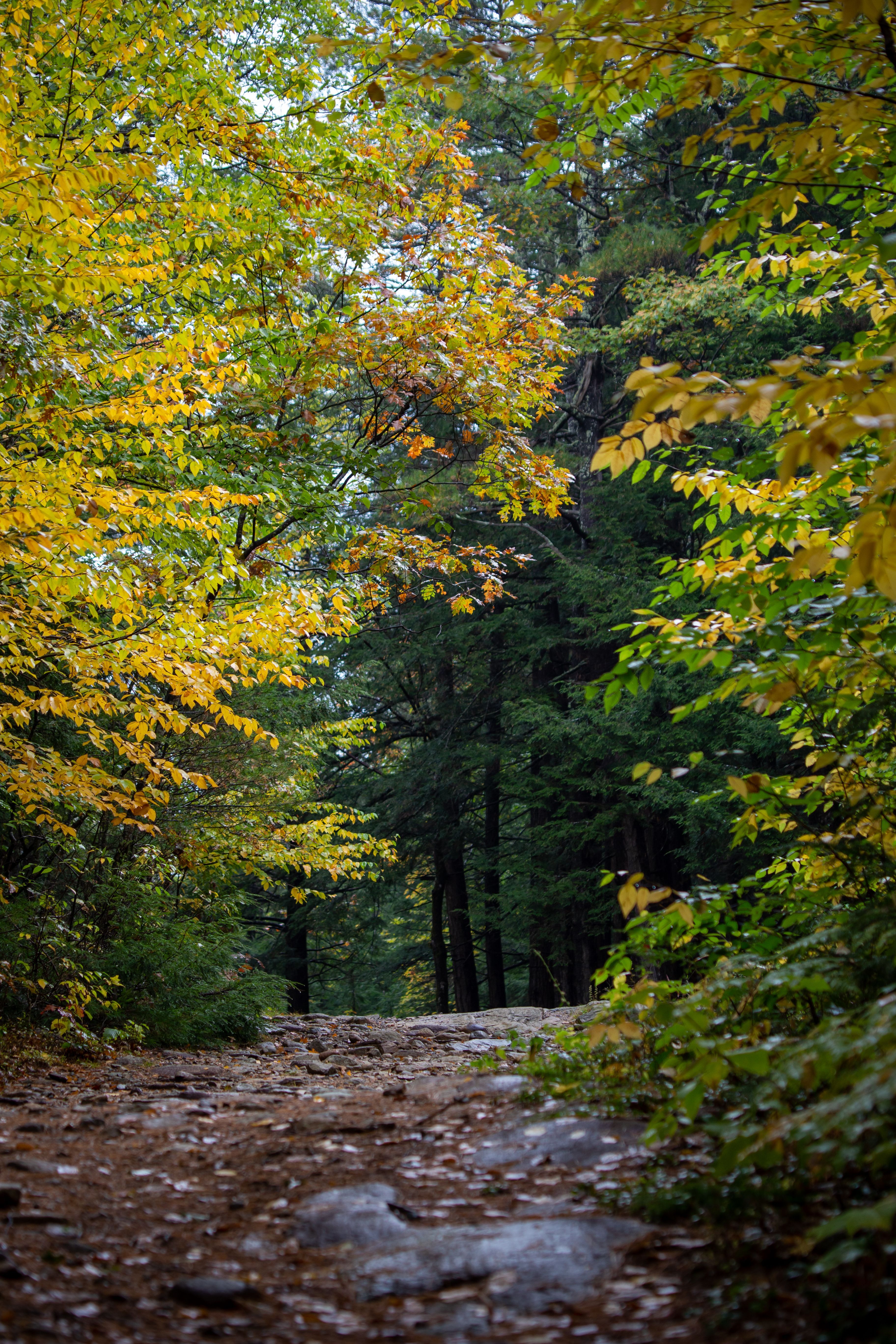 3648x5472 Autumn Forest Path Royalty Free Photo