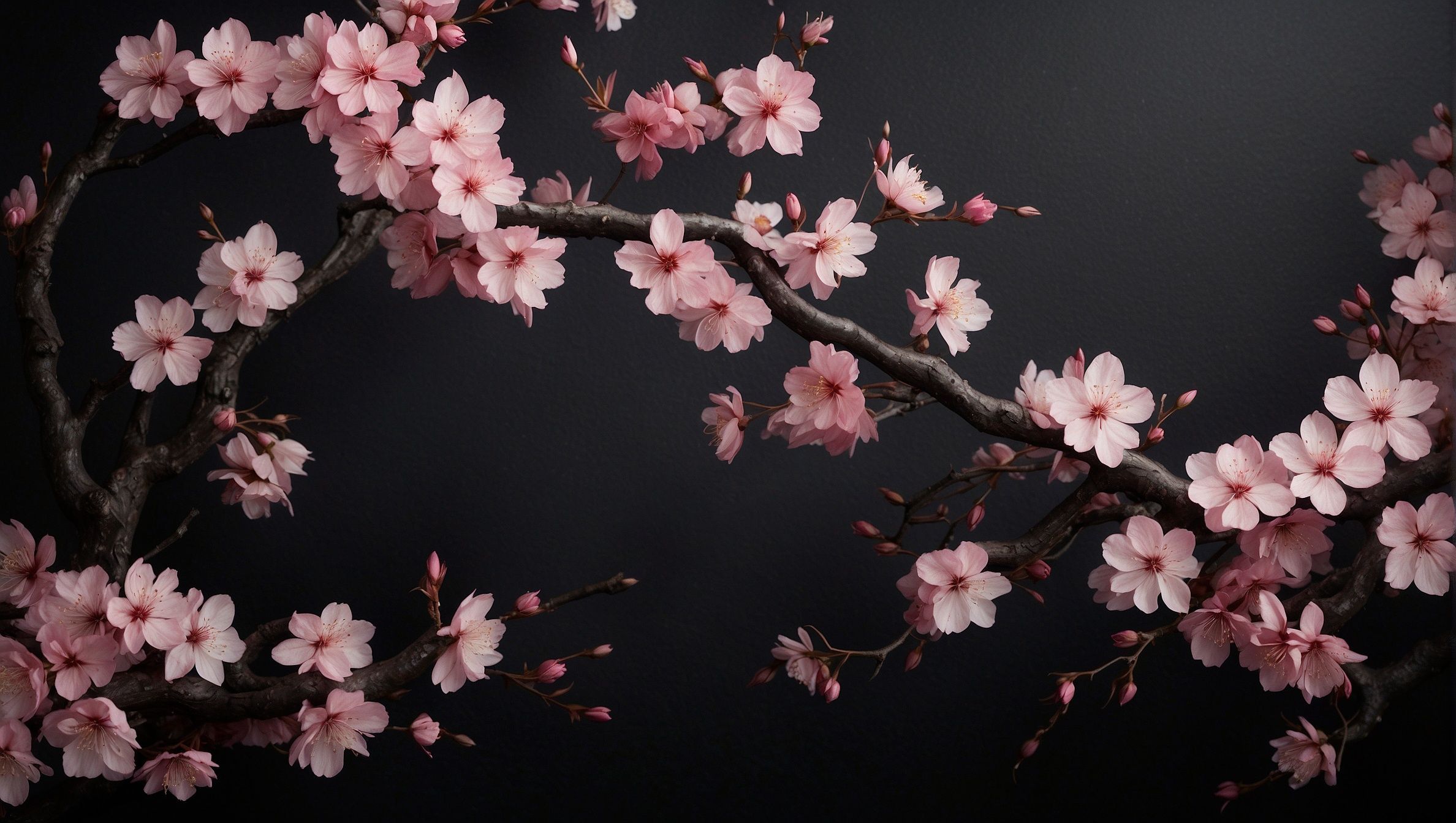 2376x1344 Wallpaper pink, flowers, sakura, dark