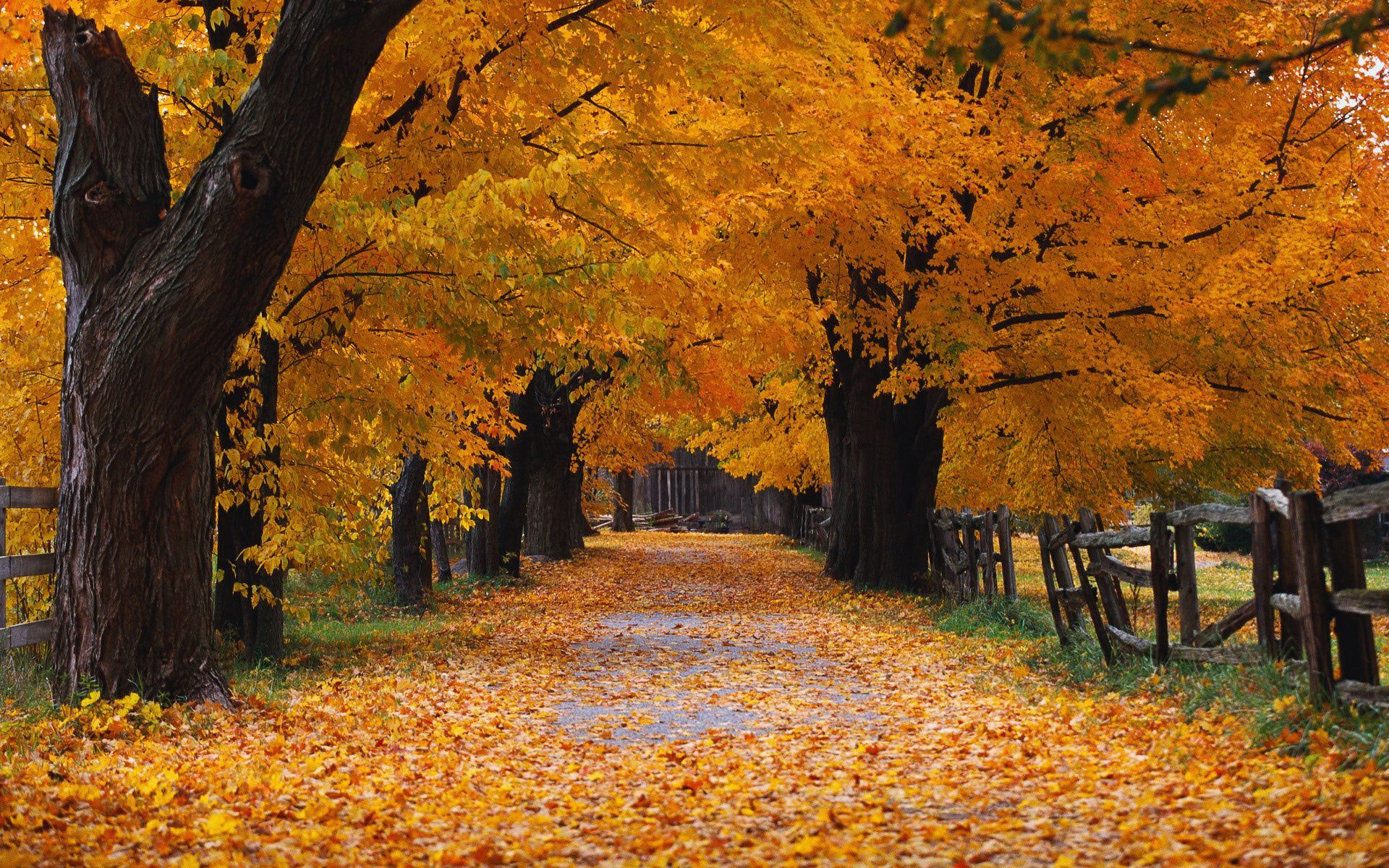 1920x1200 Windows On Windows on X: Autumn is a wallpaper included in Windows XP (2001). It shows autumn trees lining a road covered in fallen leaves. It was taken by Peter Burian on