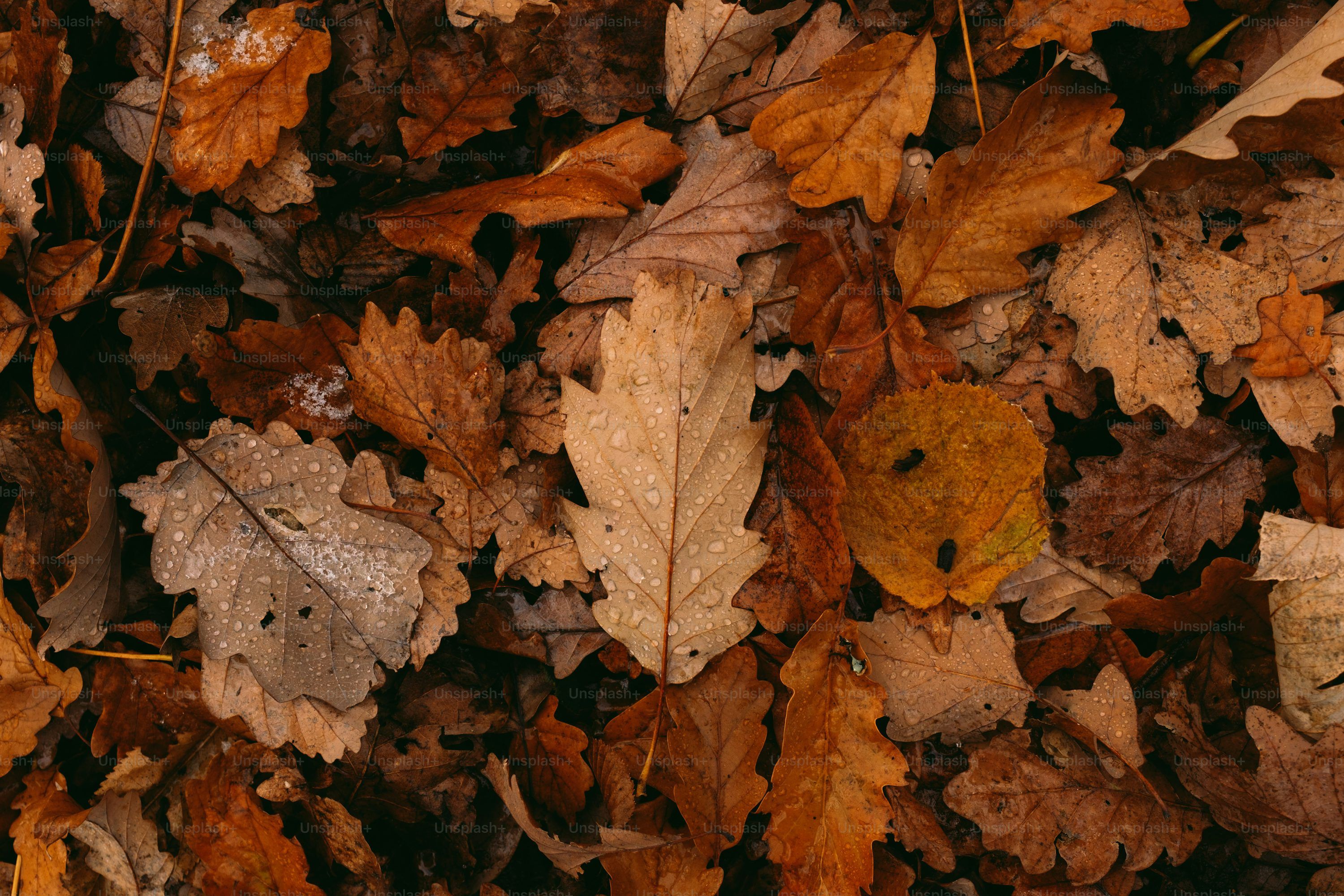 Fall Leaves Aesthetic Wallpapers Top Free Fall Leaves Aesthetic