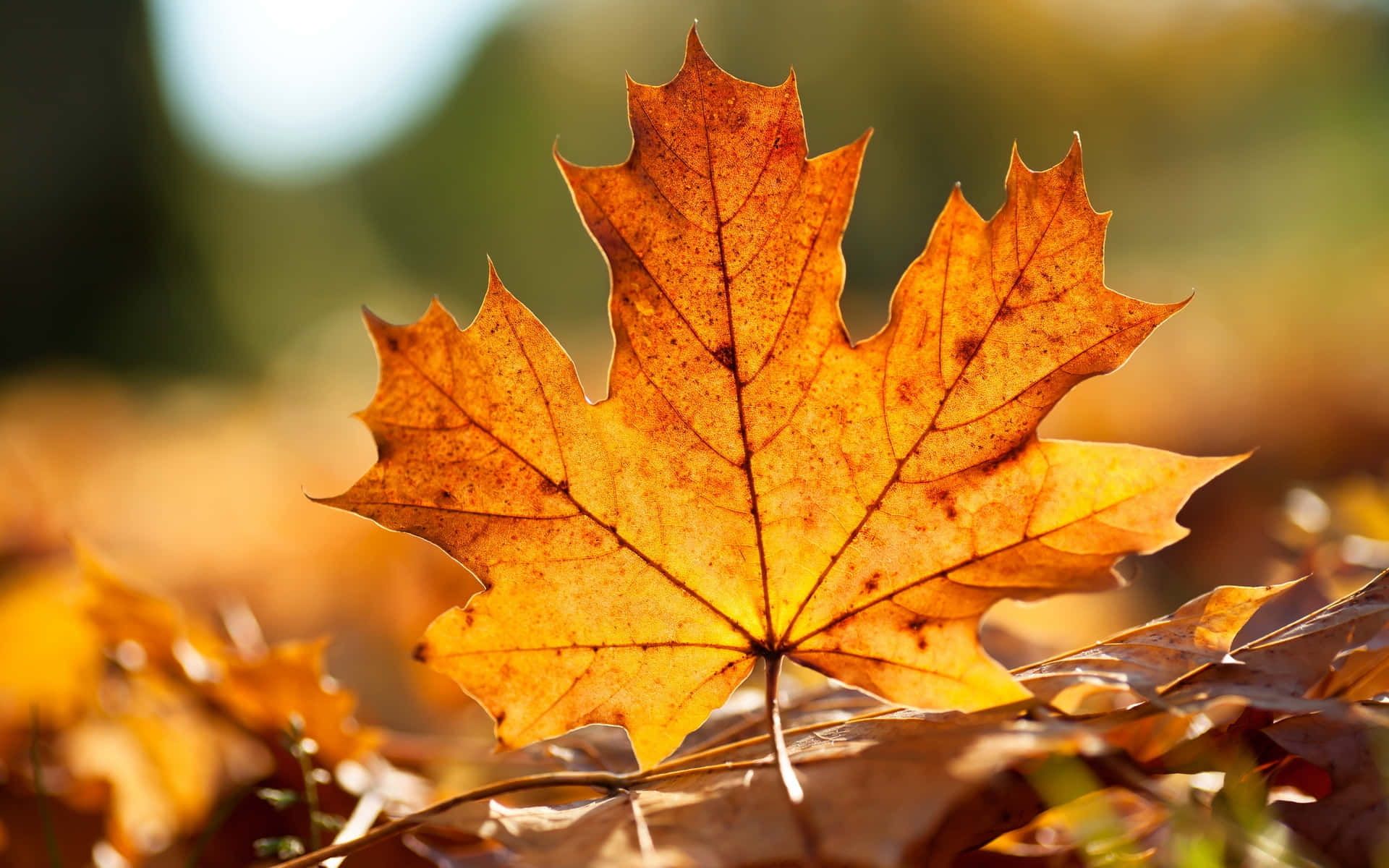 1920x1200 Canadian Maple Leaf