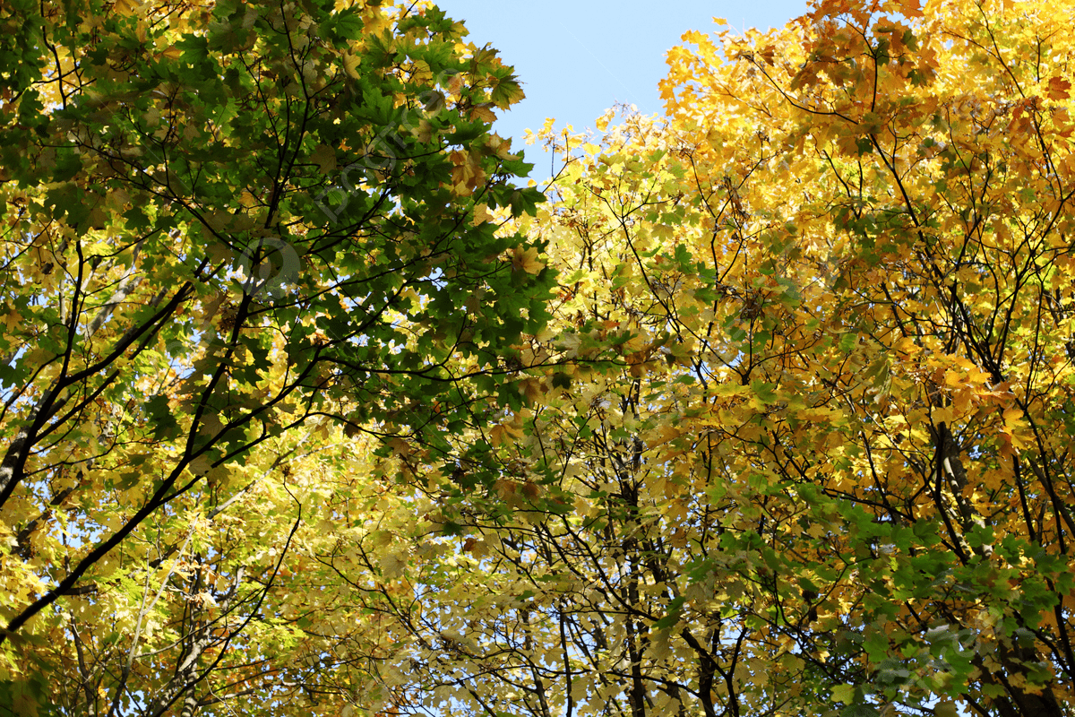 1200x800 Canada Park Wallpaper Photo Background
