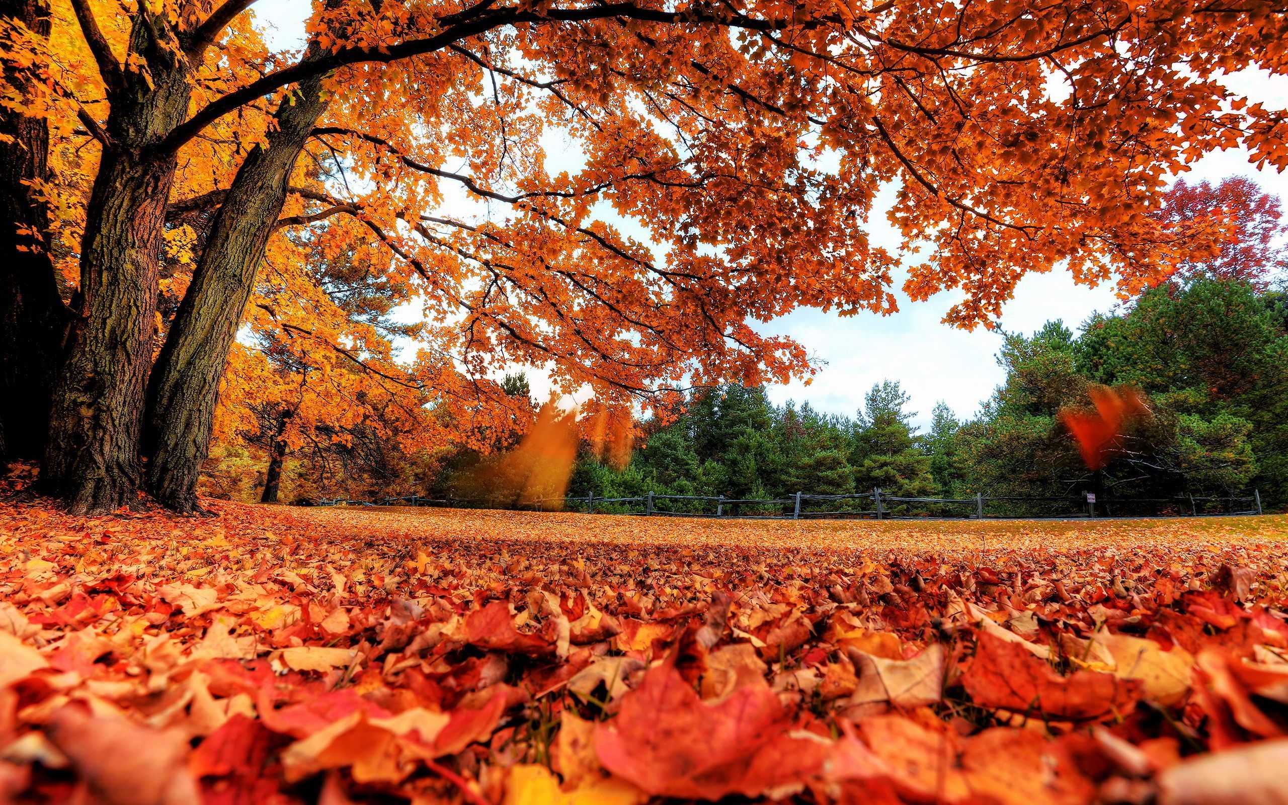 2560x1600 Autumn Maple Wallpaper