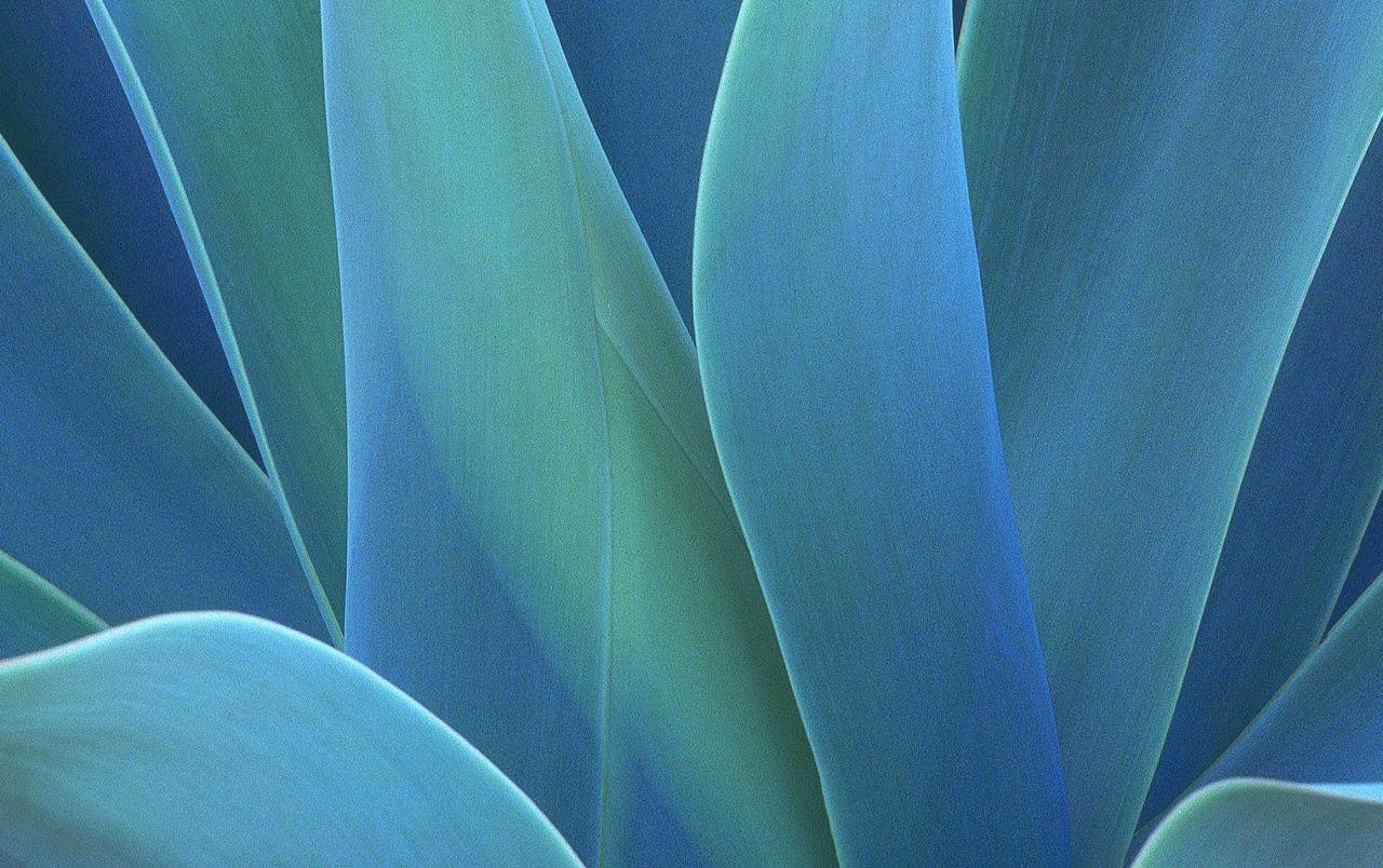 Agave Wallpapers - Top Free Agave Backgrounds - WallpaperAccess