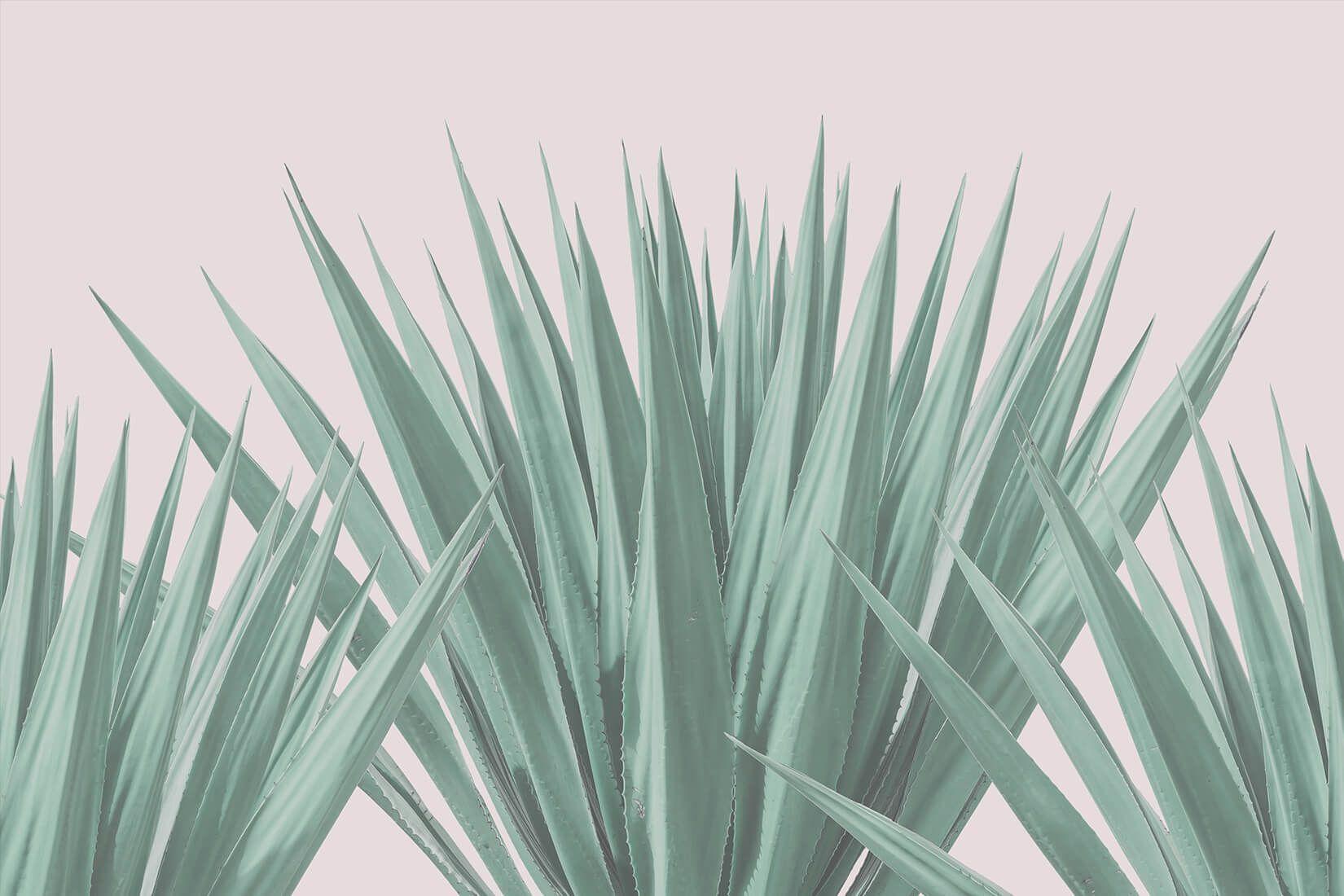 Agave Wallpapers - Top Free Agave Backgrounds - WallpaperAccess