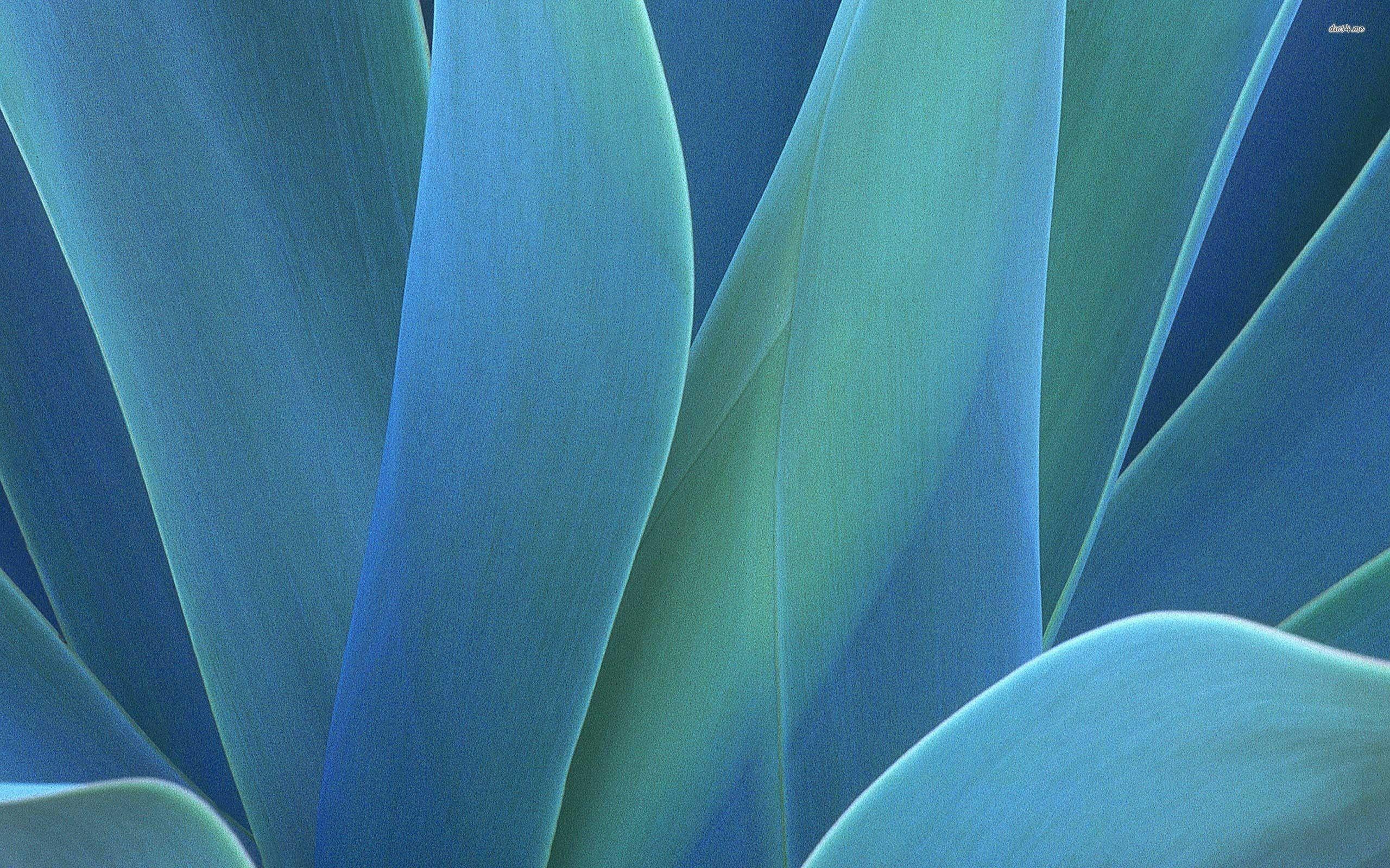 Agave Wallpaper with Copy Space Stock Photo  Image of border garden  155330396