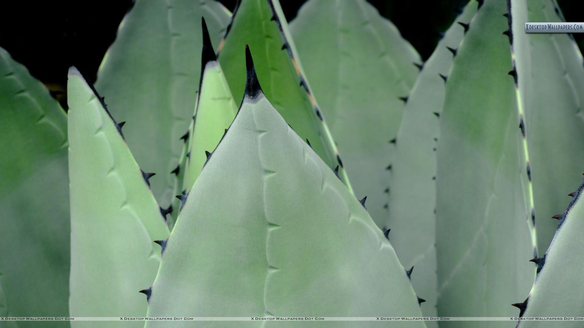 Dark Blue Toned Agave Cactus HD Beautiful Wallpapers  HD Wallpapers  ID  60612