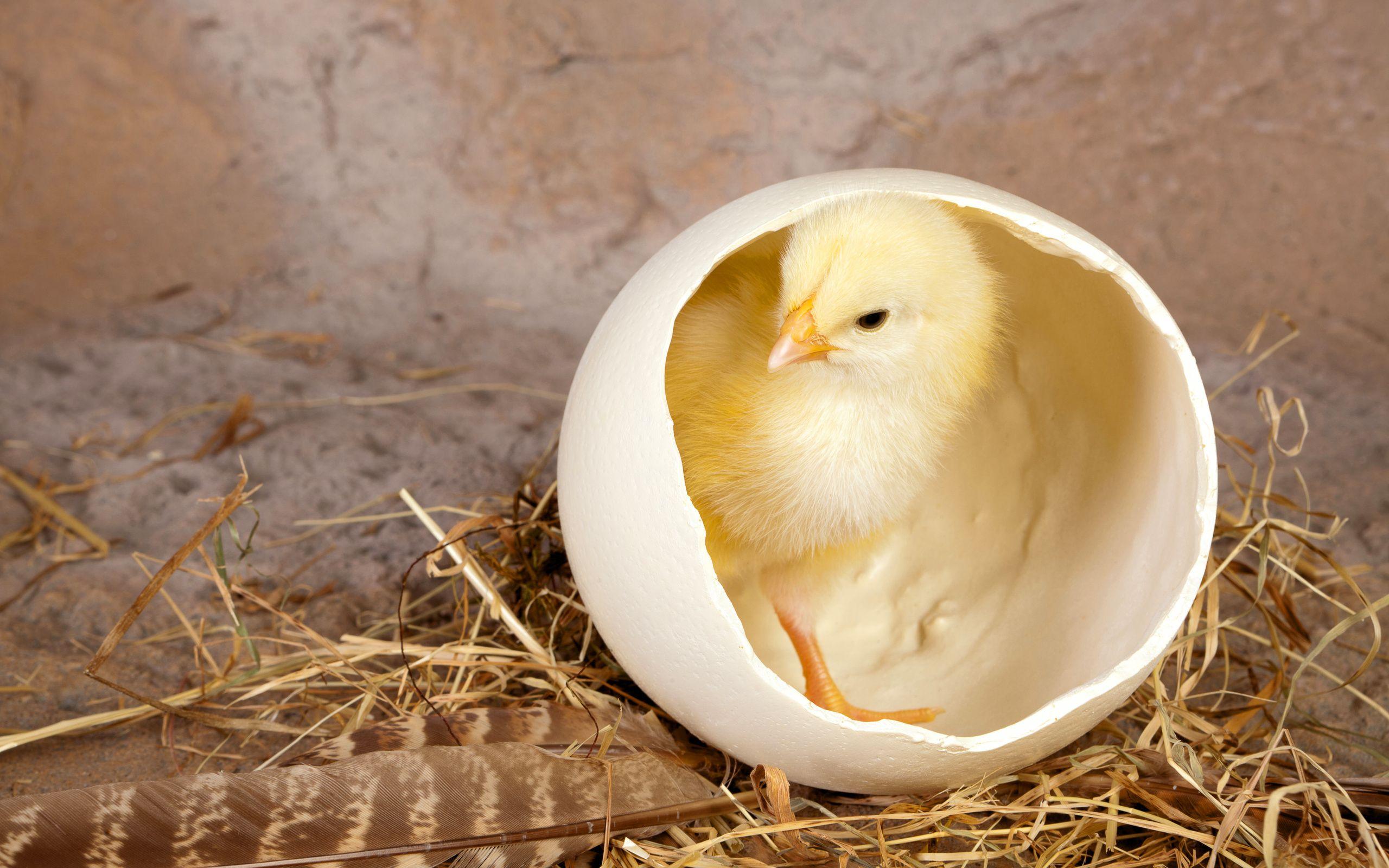2560x1600 Egg Wallpaper 14 X 1600