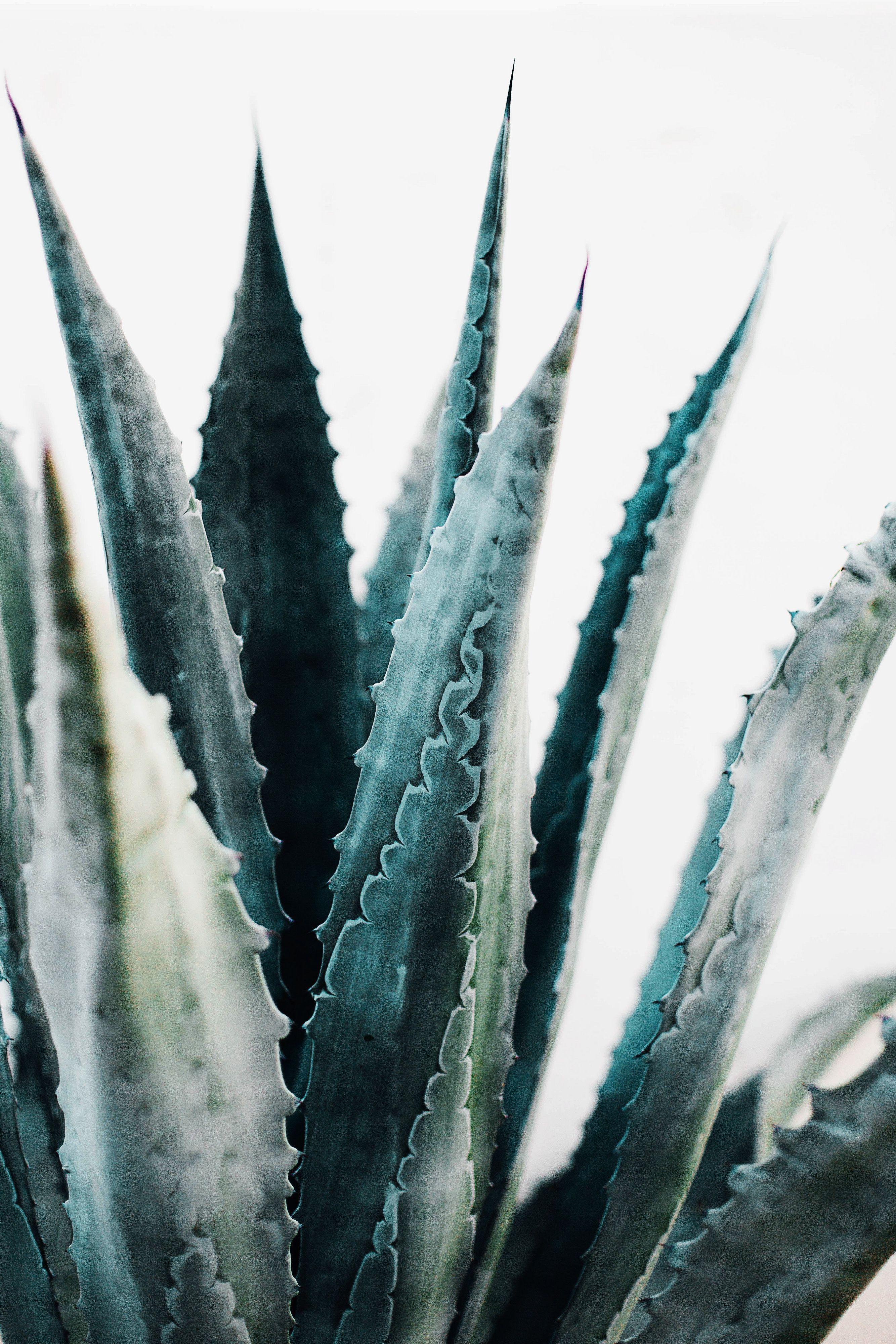 Agave Wallpapers - Top Free Agave Backgrounds - WallpaperAccess