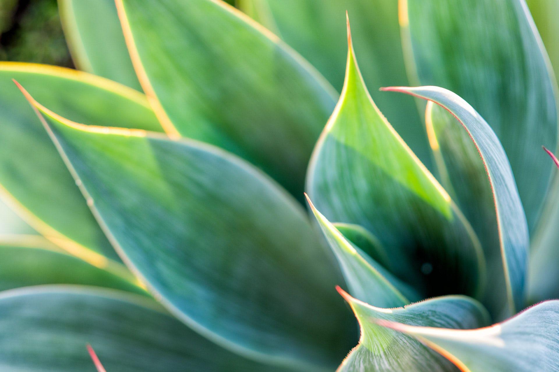 Agave Wallpapers - Top Free Agave Backgrounds - WallpaperAccess