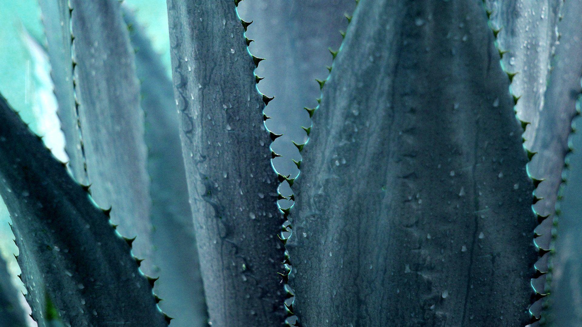 Agave Wallpapers - Top Free Agave Backgrounds - WallpaperAccess