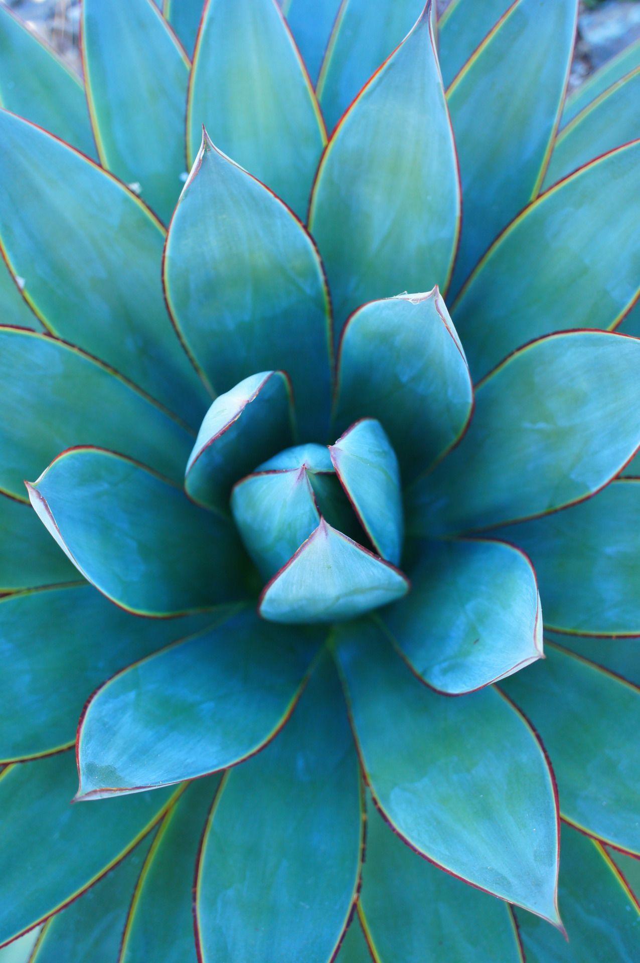 Agave Wallpapers - Top Free Agave Backgrounds - WallpaperAccess