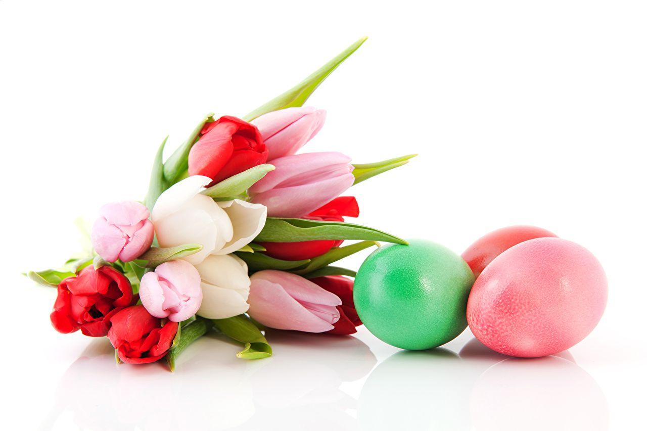 1280x853 Desktop Wallpaper Easter egg bouquet tulip flower White