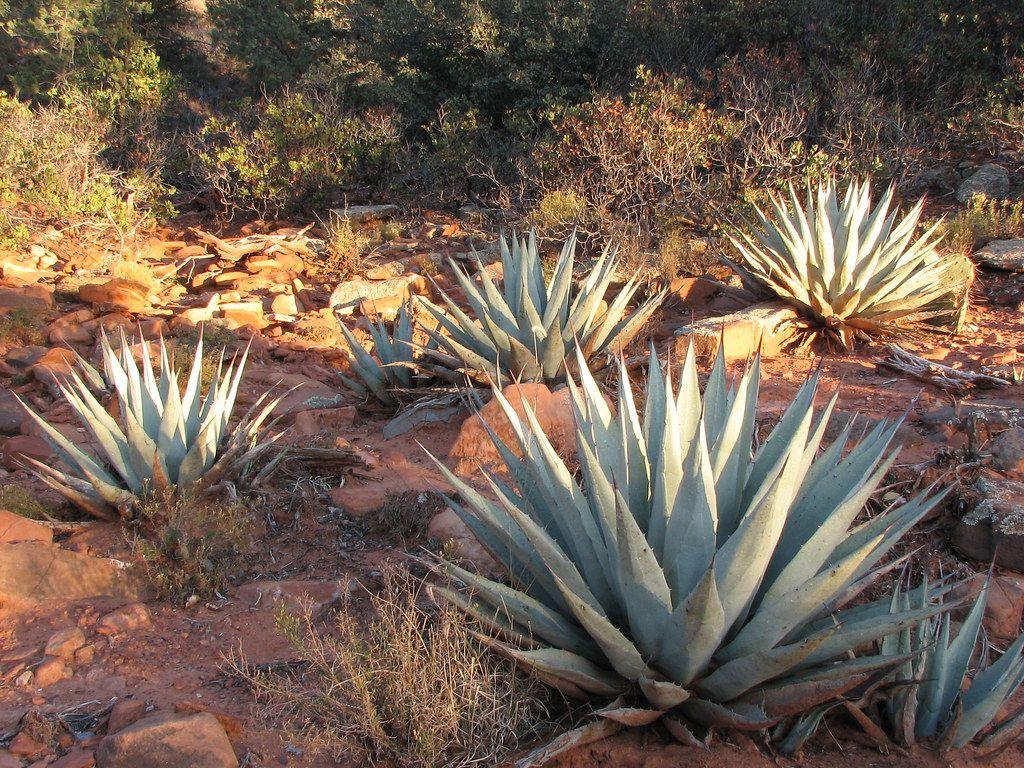 Agave Wallpapers - Top Free Agave Backgrounds - WallpaperAccess