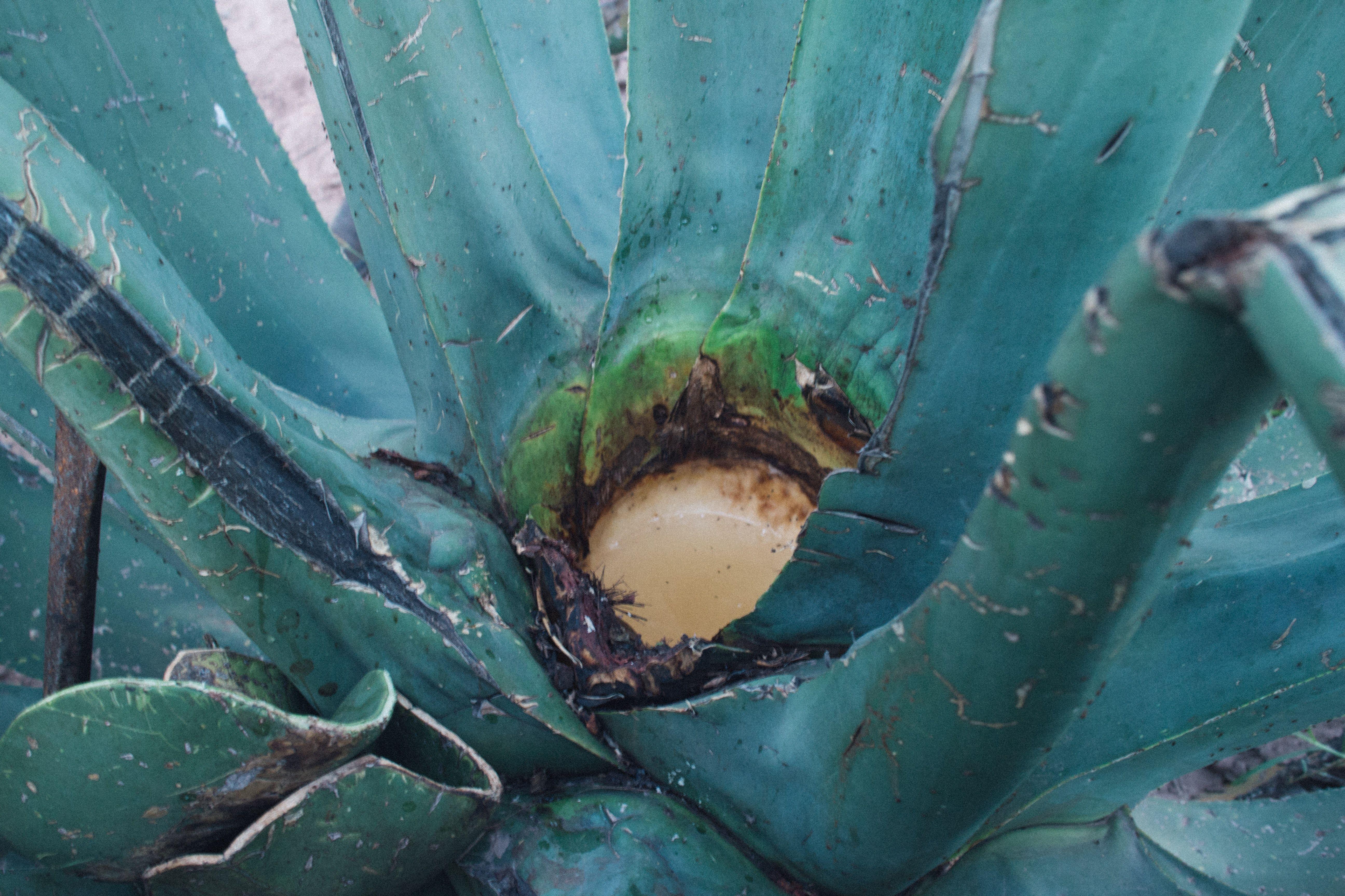 Agave Wallpapers - Top Free Agave Backgrounds - WallpaperAccess