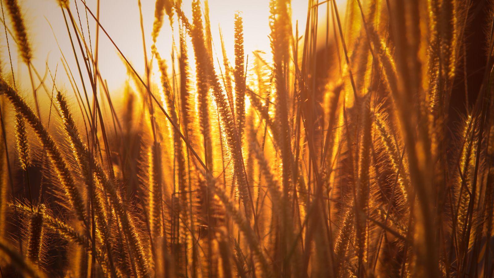 Rice Wallpapers Top Free Rice Backgrounds WallpaperAccess