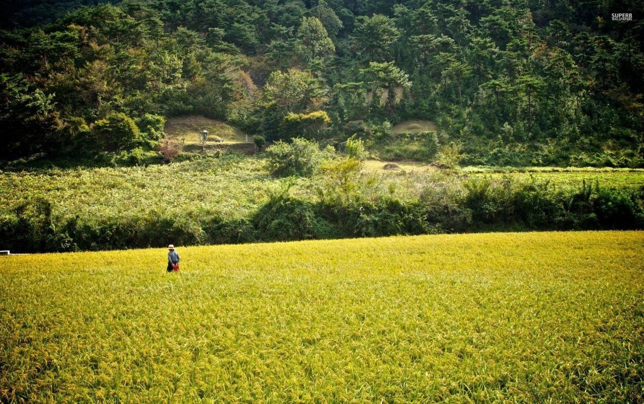 1280x804 Rice Field Korea Japan wallpaper. Rice Field Korea Japan