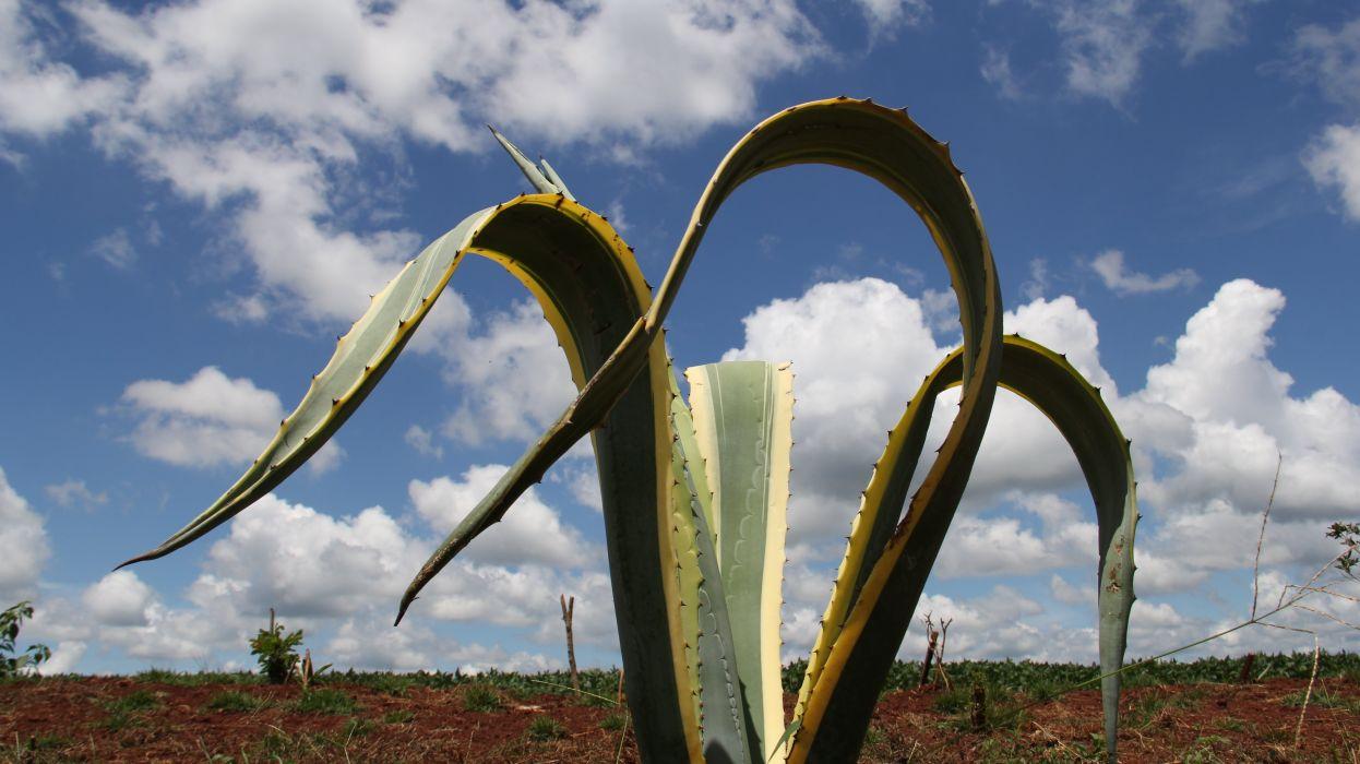 Agave Wallpapers - Top Free Agave Backgrounds - WallpaperAccess