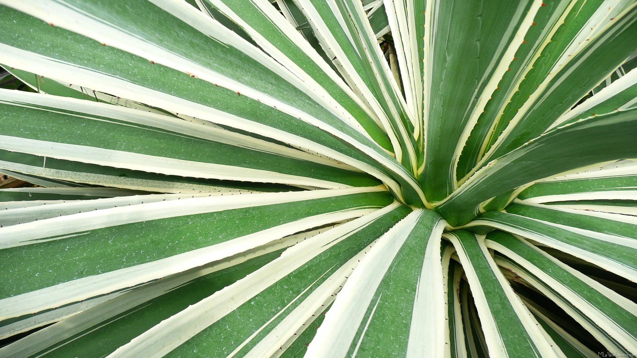 Agave Wallpapers - Top Free Agave Backgrounds - WallpaperAccess