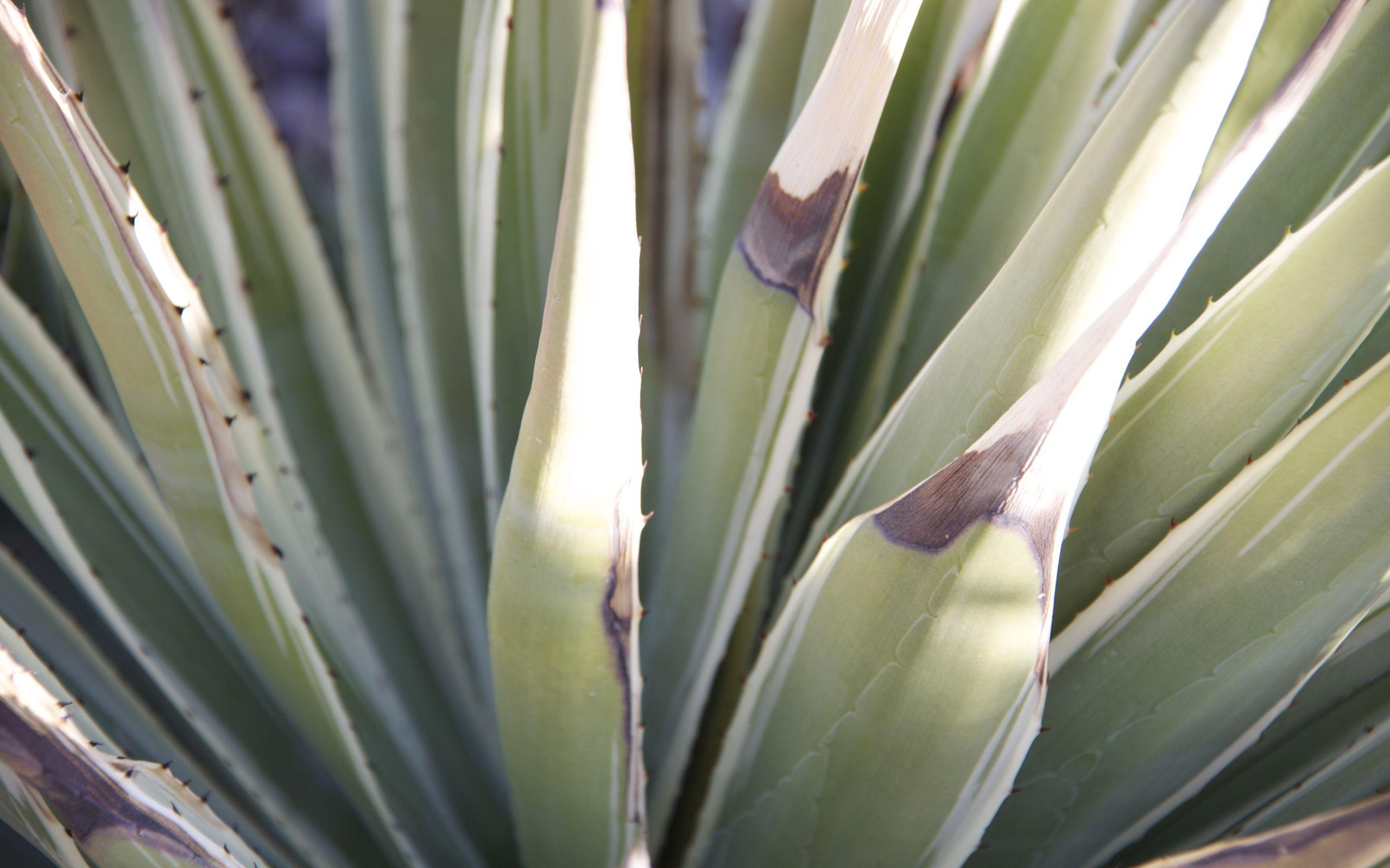 Agave Wallpapers - Top Free Agave Backgrounds - WallpaperAccess