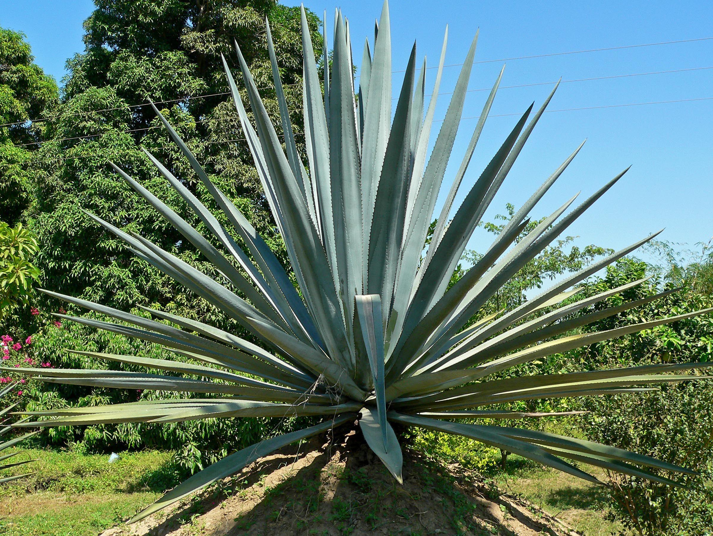 Agave Wallpapers - Top Free Agave Backgrounds - WallpaperAccess