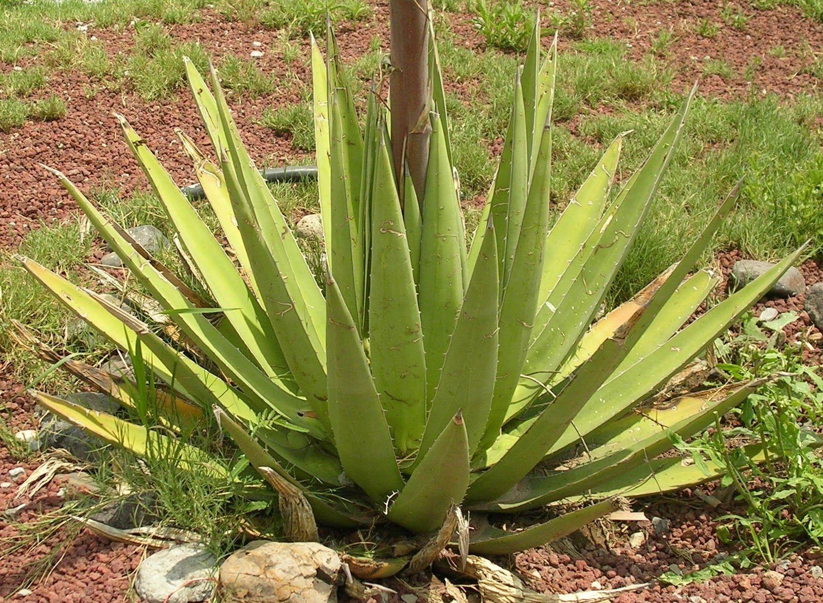 Agave Wallpapers - Top Free Agave Backgrounds - WallpaperAccess