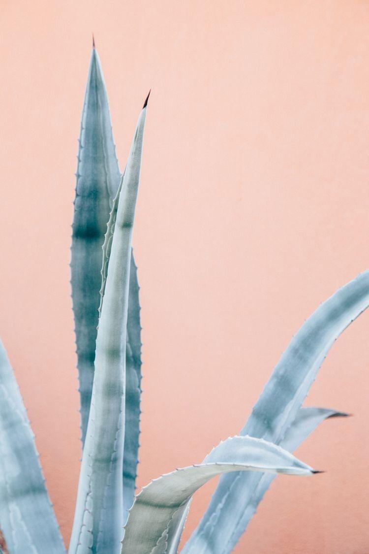 Agave Wallpapers - Top Free Agave Backgrounds - WallpaperAccess
