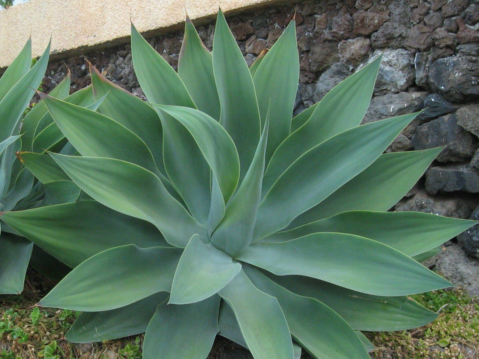 Agave Wallpapers - Top Free Agave Backgrounds - WallpaperAccess