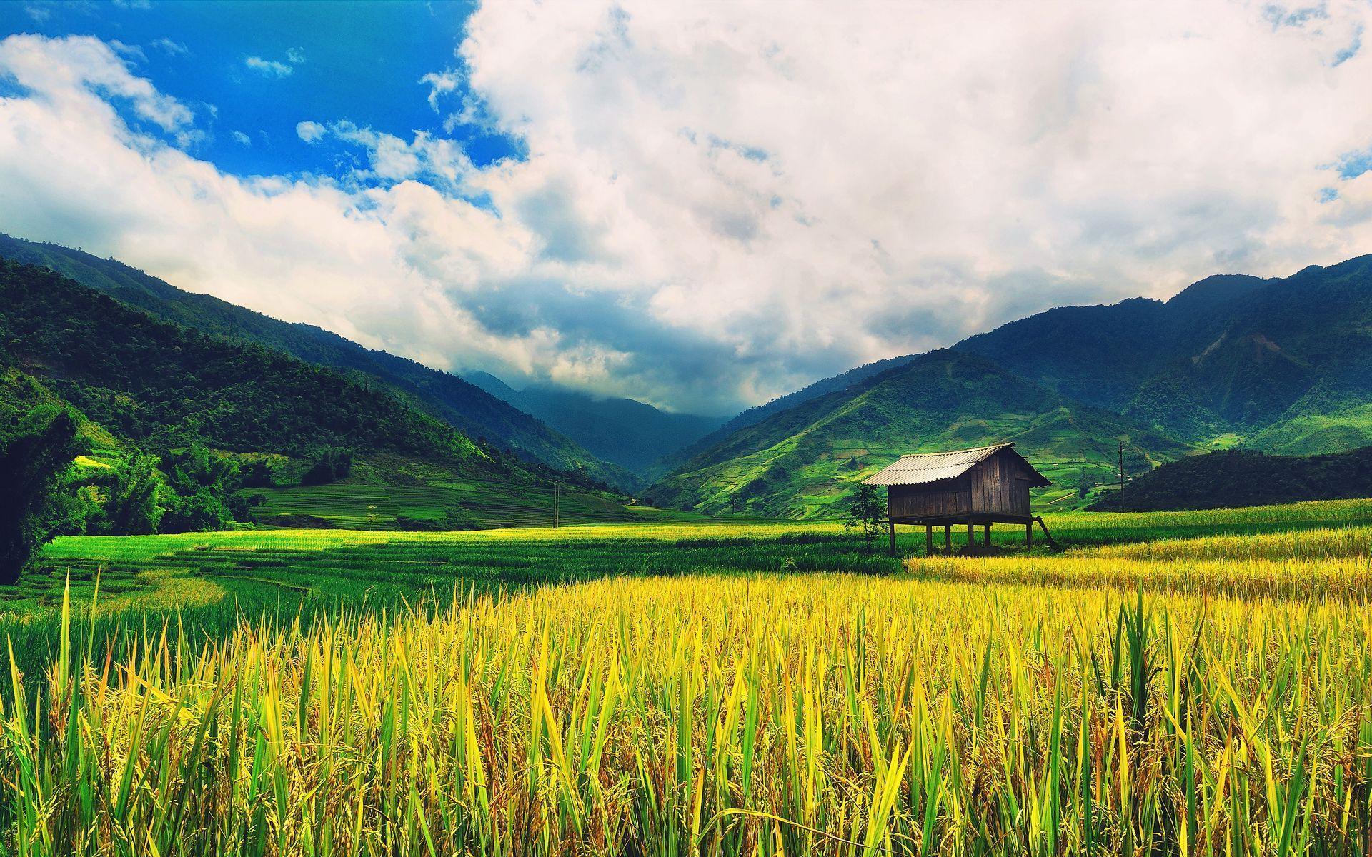 Rice Field Wallpapers - Top Free Rice Field Backgrounds - WallpaperAccess