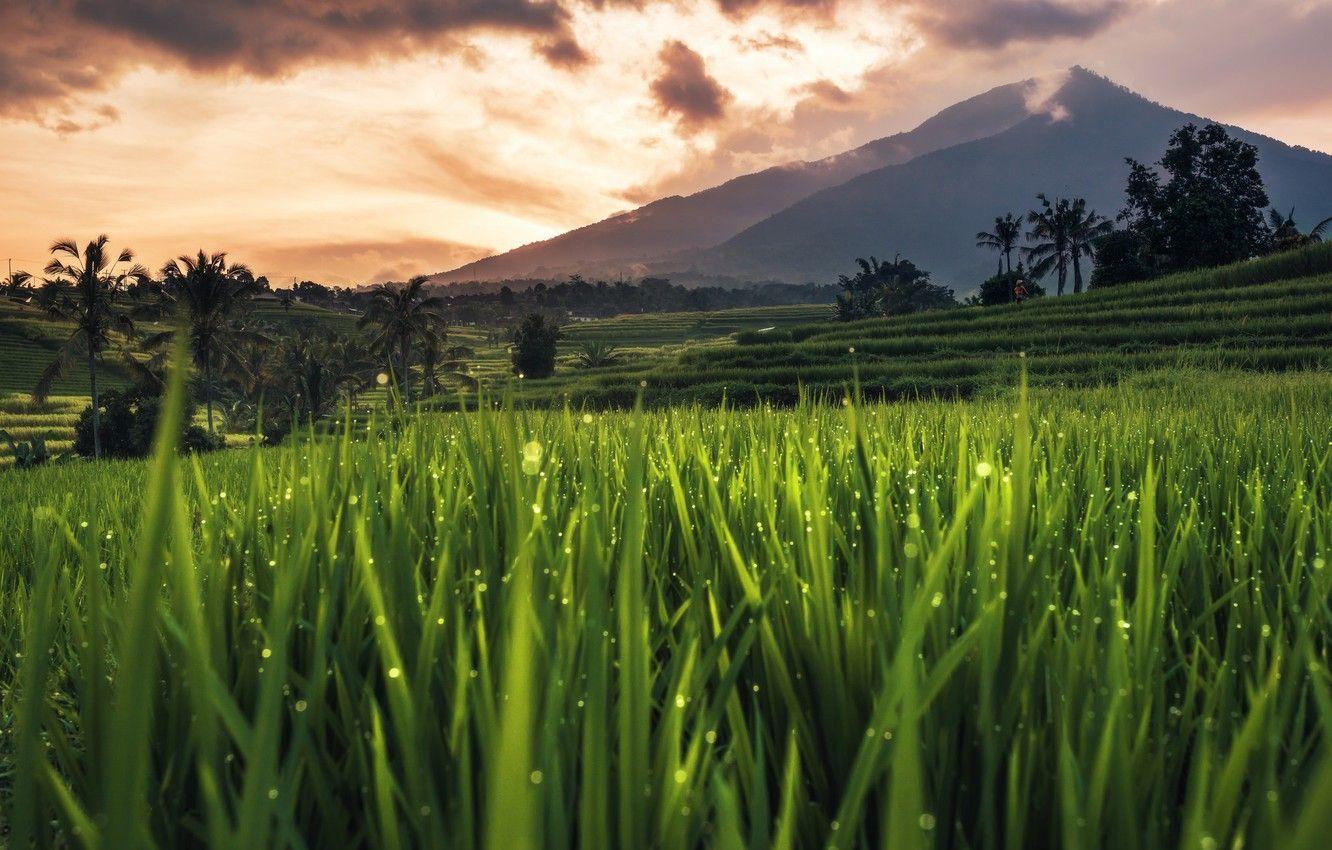 Bali Rice Fields Desktop Wallpaper