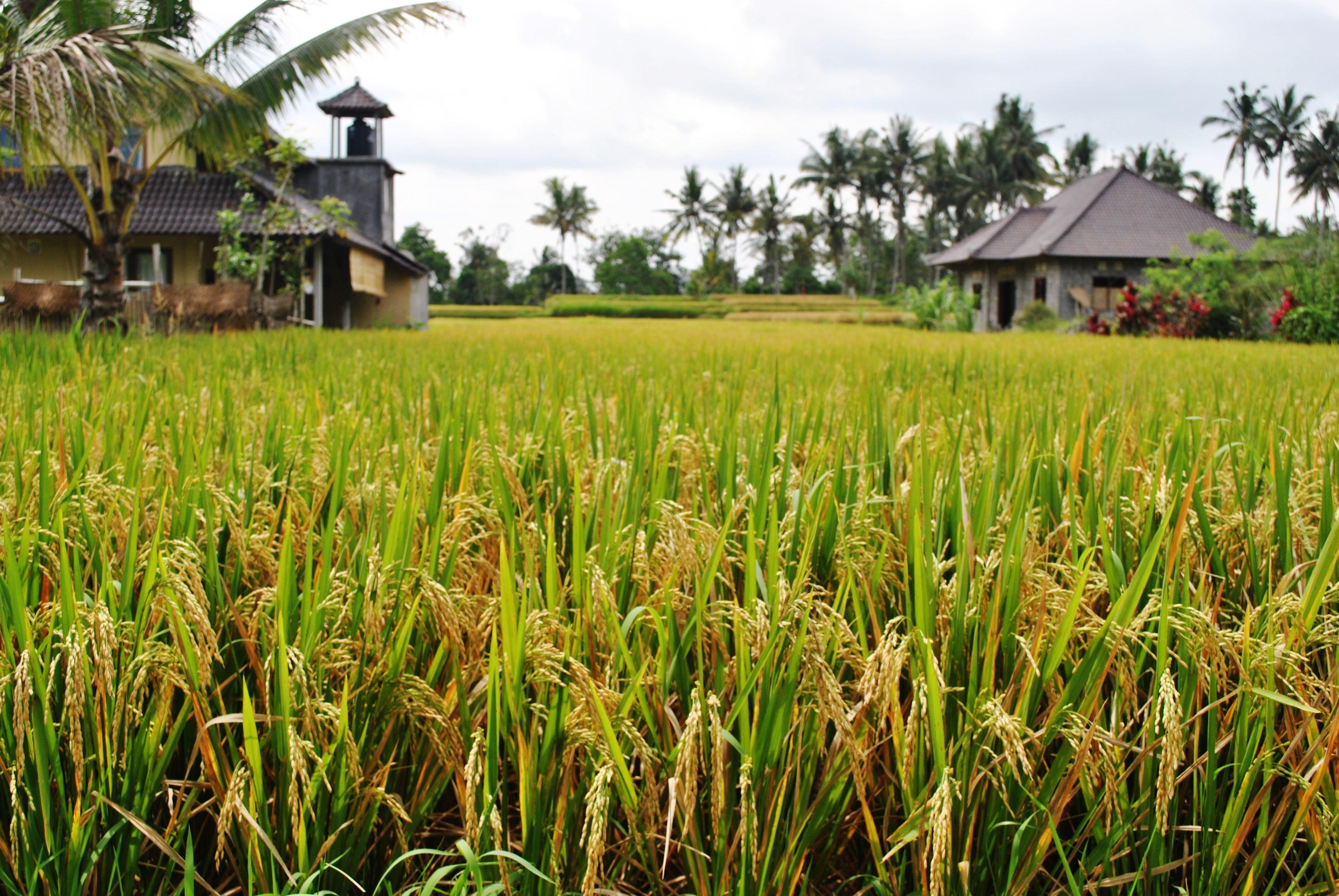 Rice Field Wallpapers Top Free Rice Field Backgrounds WallpaperAccess