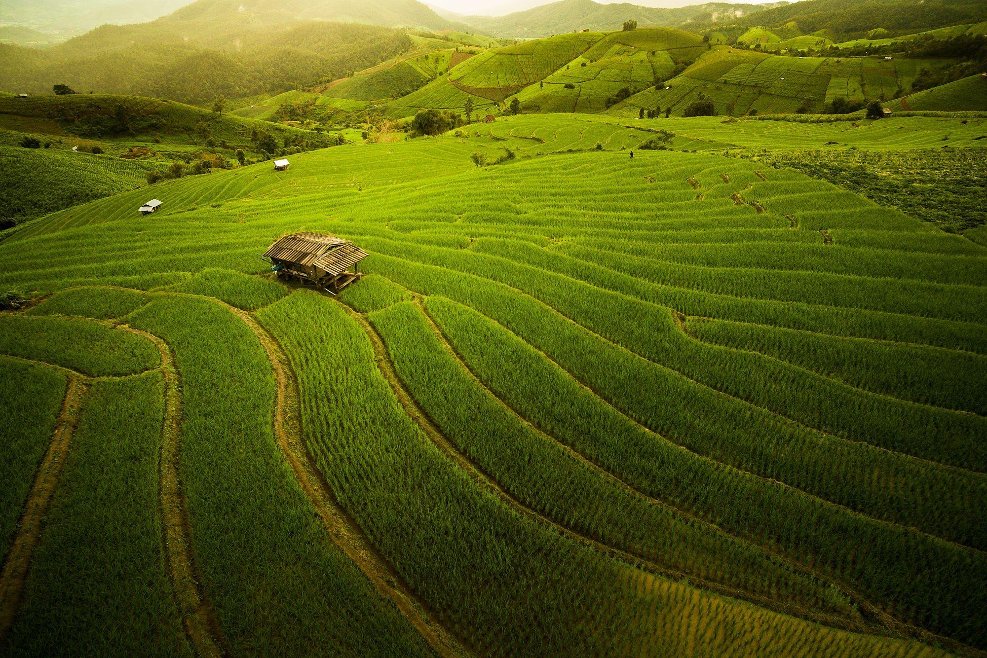 Rice Field Wallpaper