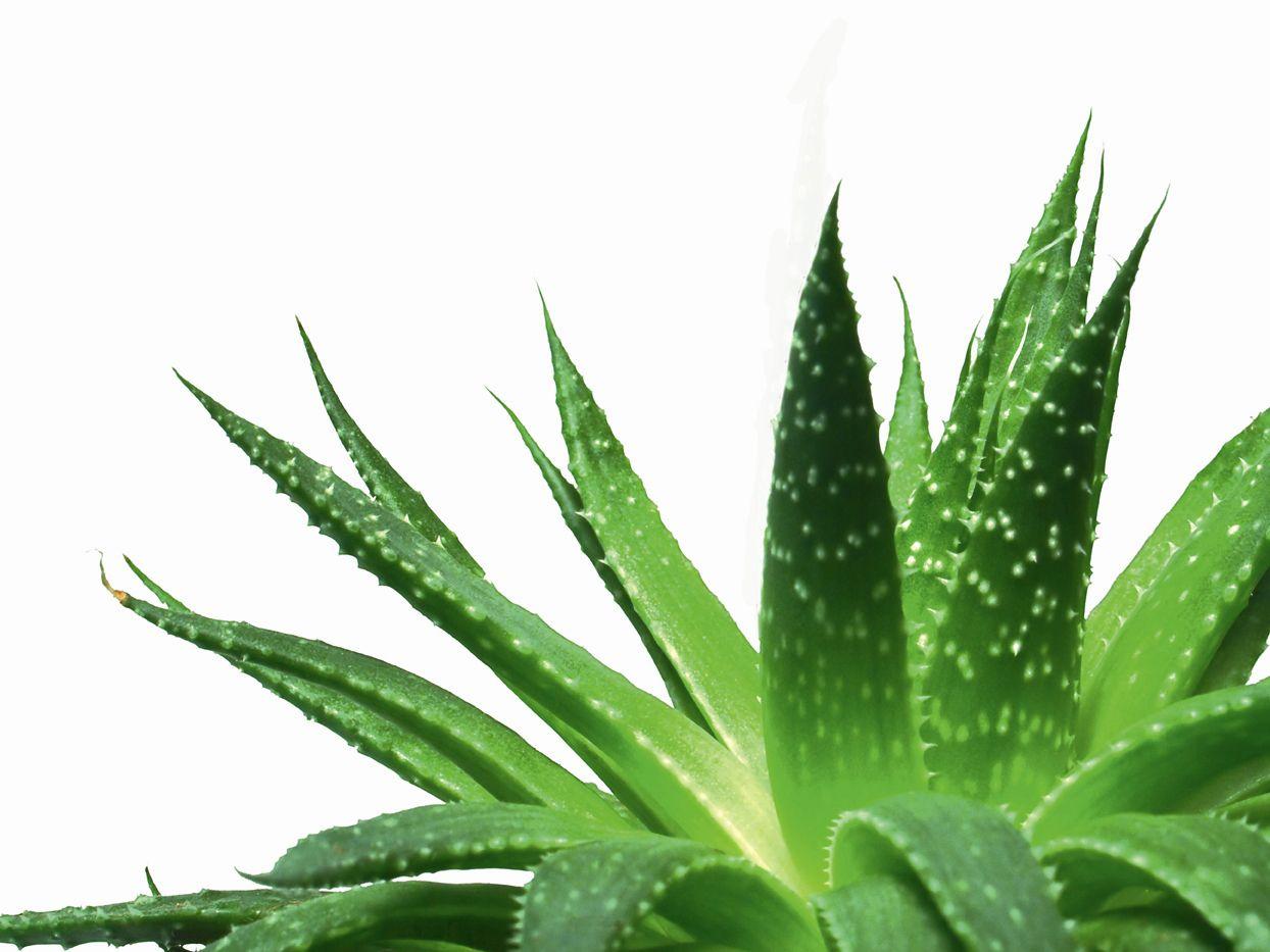 Aloe Vera Wallpapers - Top Free Aloe Vera Backgrounds - WallpaperAccess