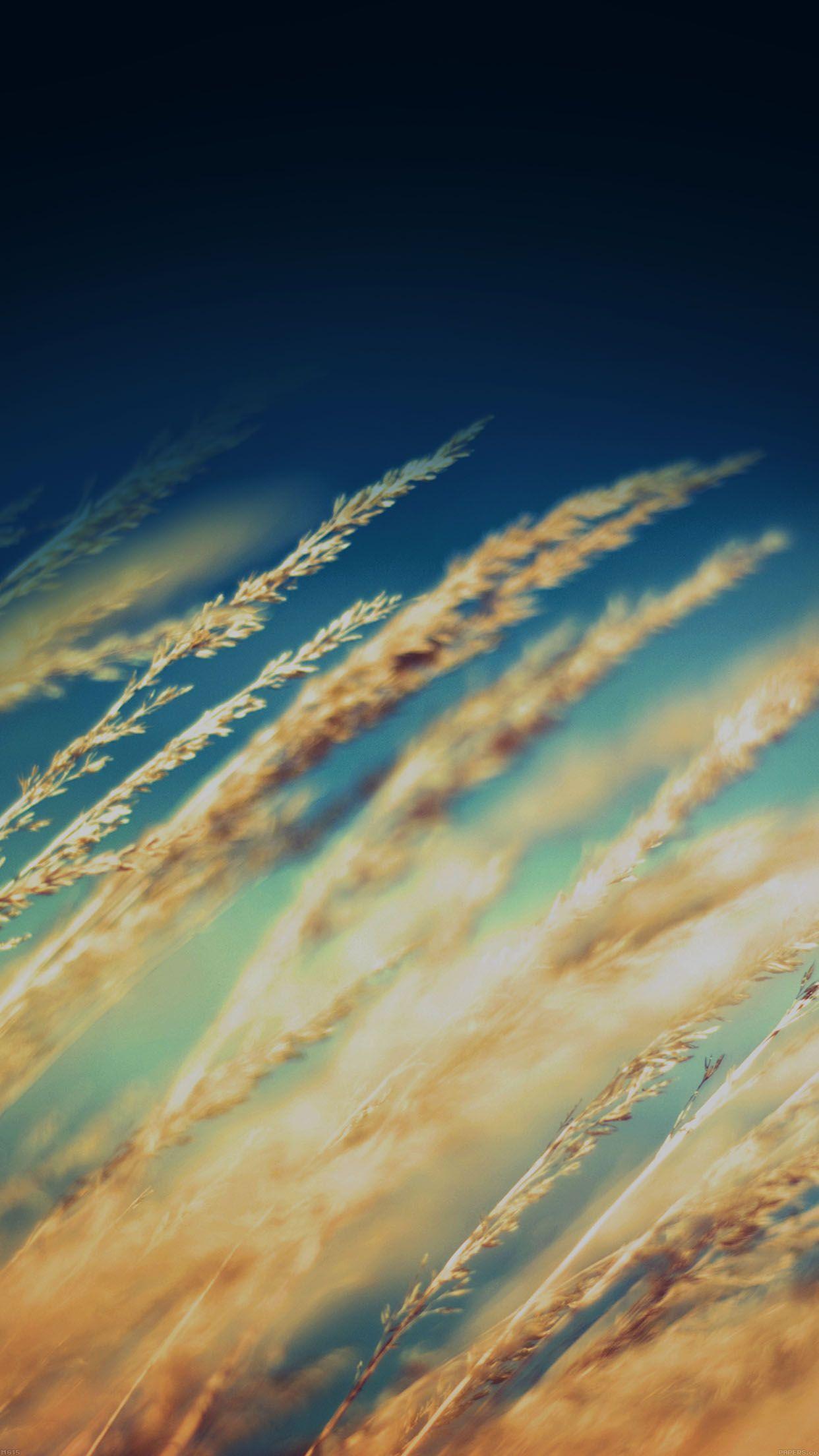 1242x2208 Rice Field Flower Dark Nature Android wallpaper HD