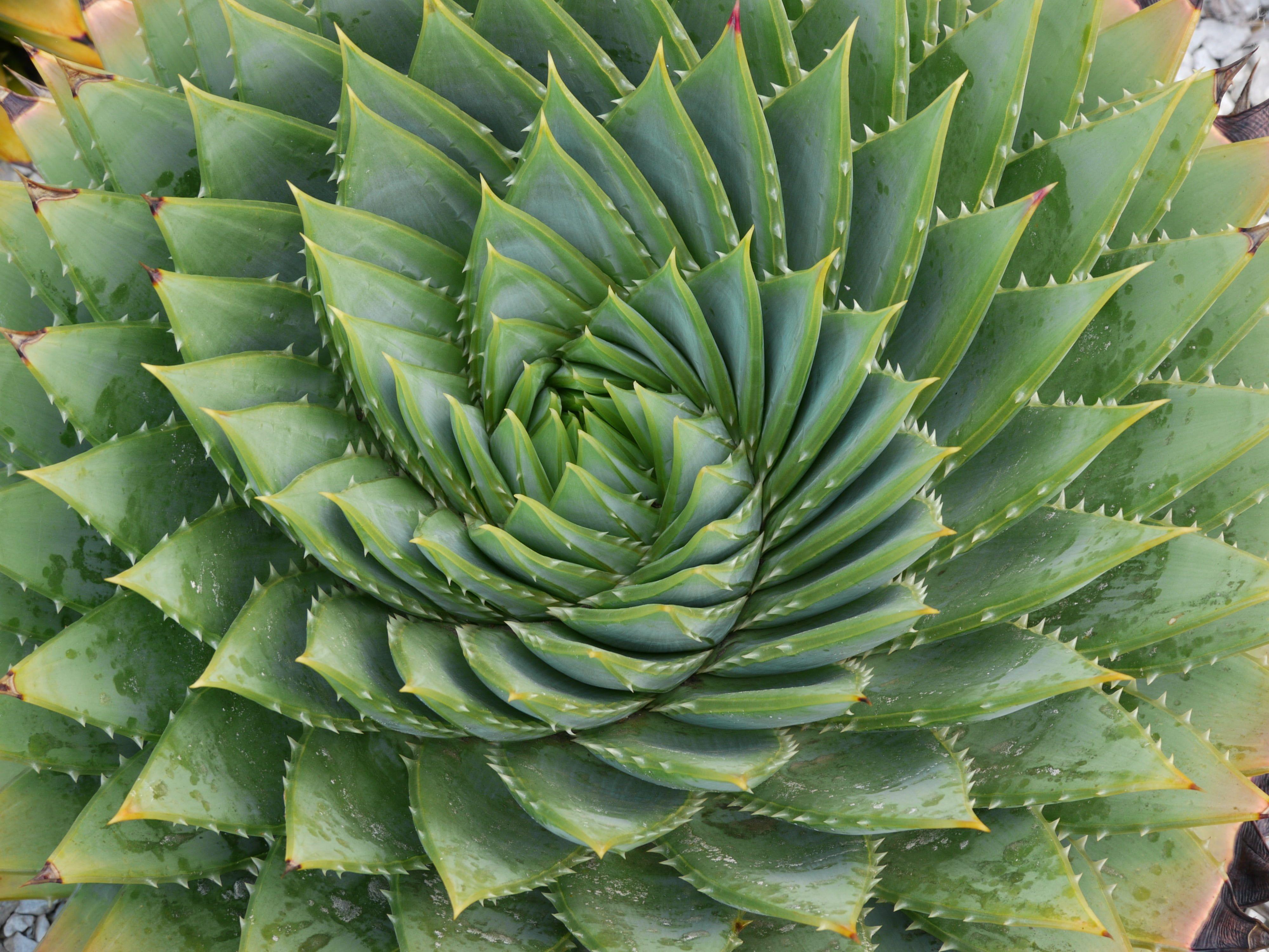 200 Free Aloe Vera Plant Pictures and Images  Pixabay