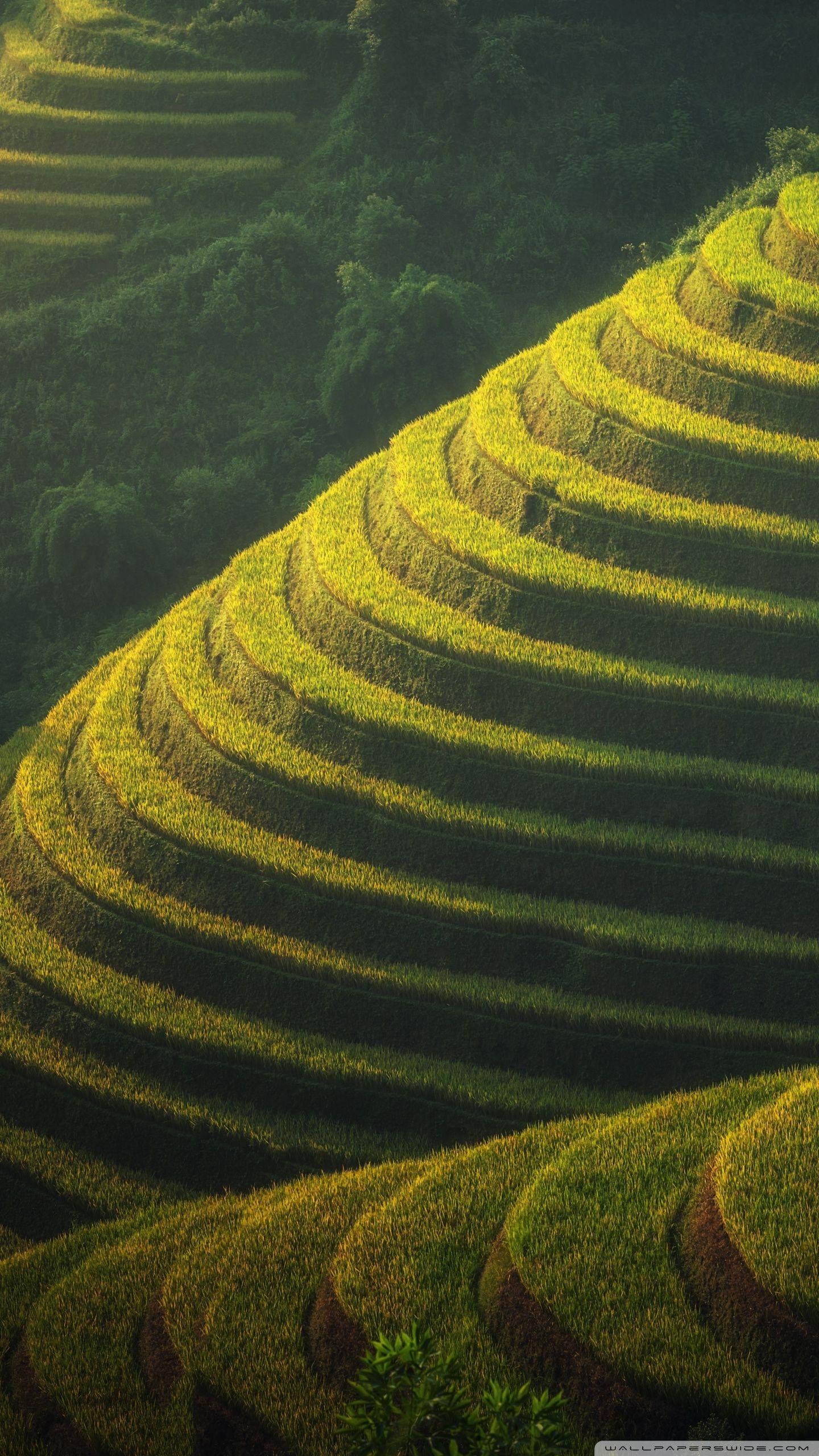 Rice field wallpapers top free rice field backgrounds wallpaperaccess