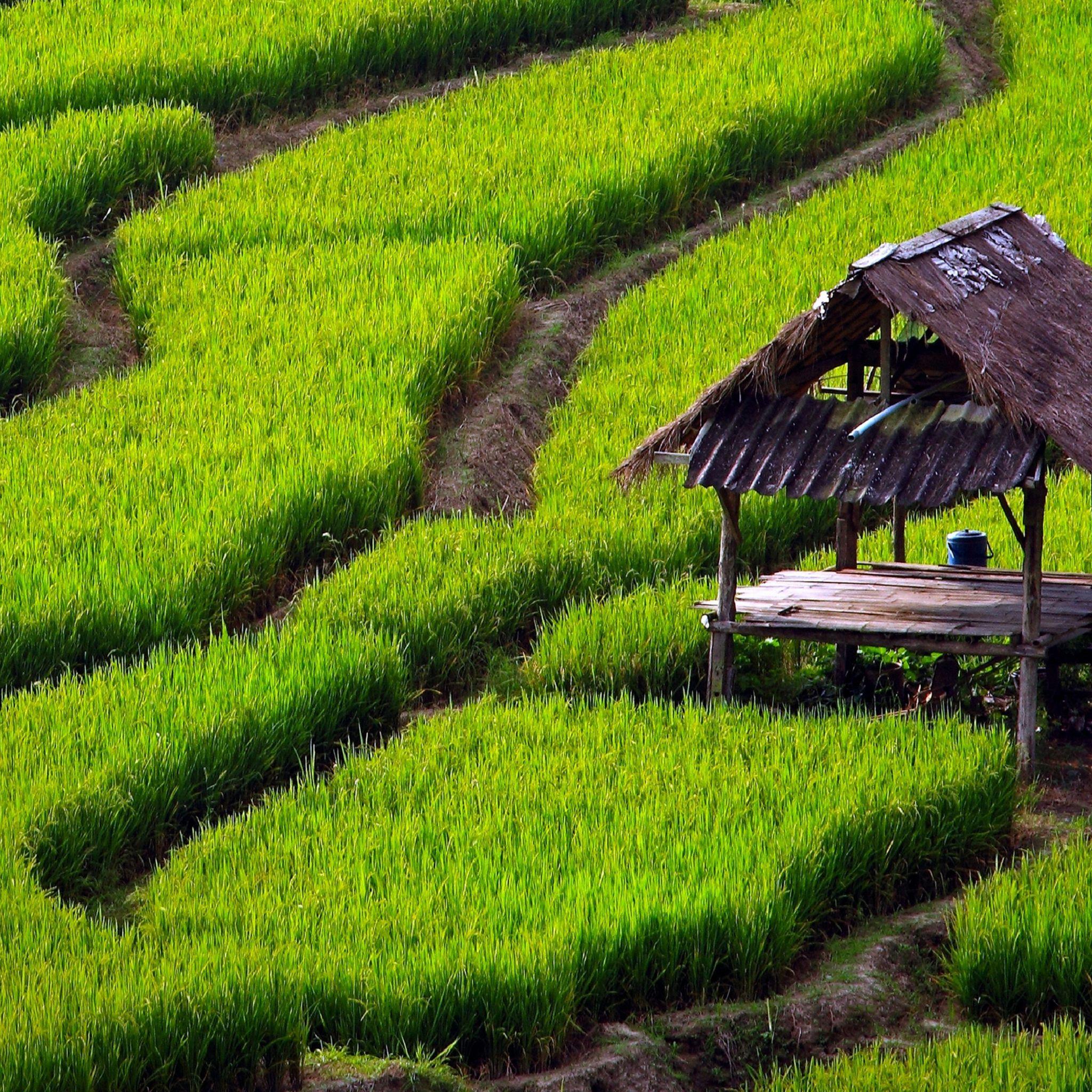 2048x2048 Rice Field Landscape iPad Air Wallpaper Free Download