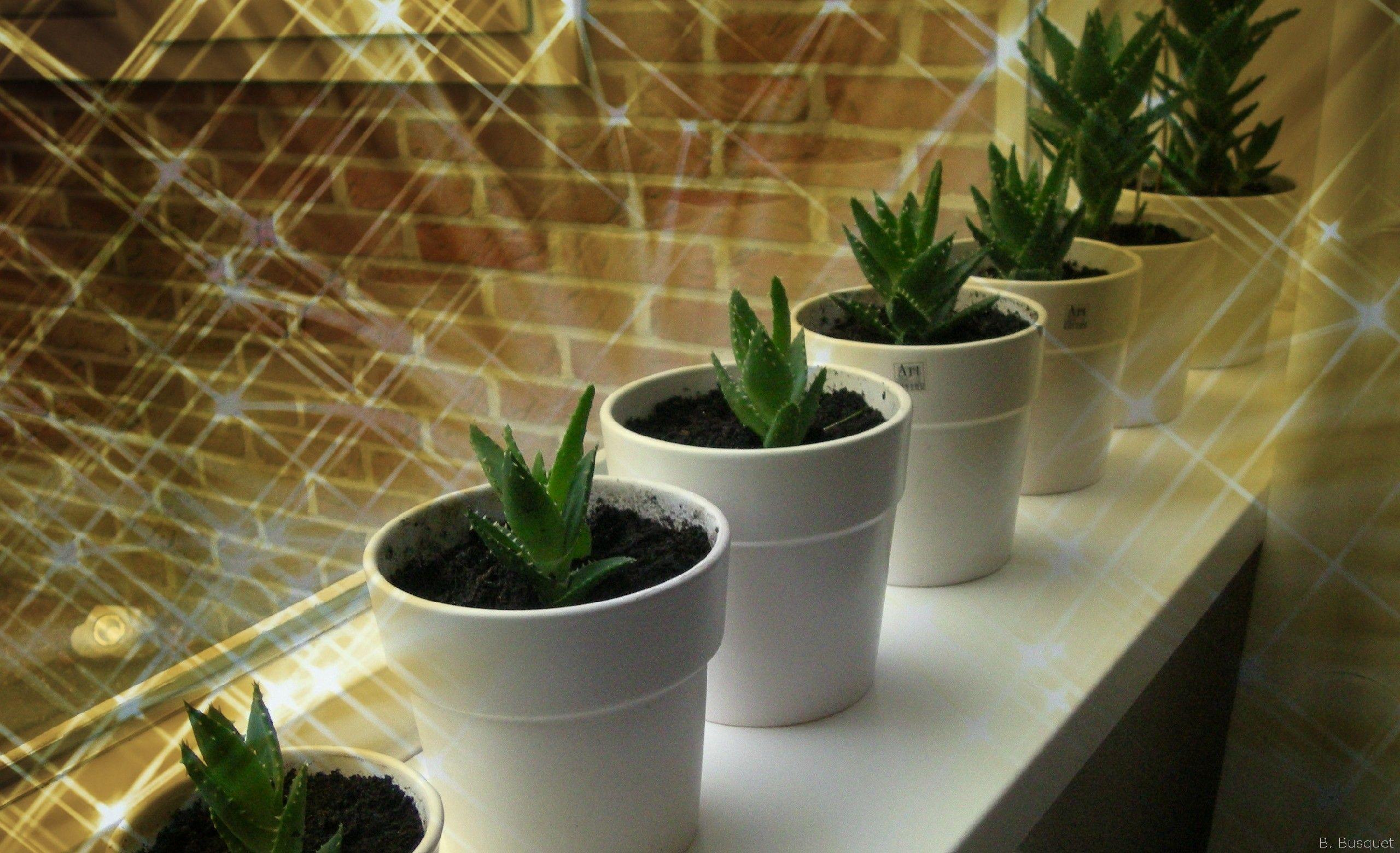 2560x1560 Aloe vera in windowsill. Barbaras HD Wallpaper