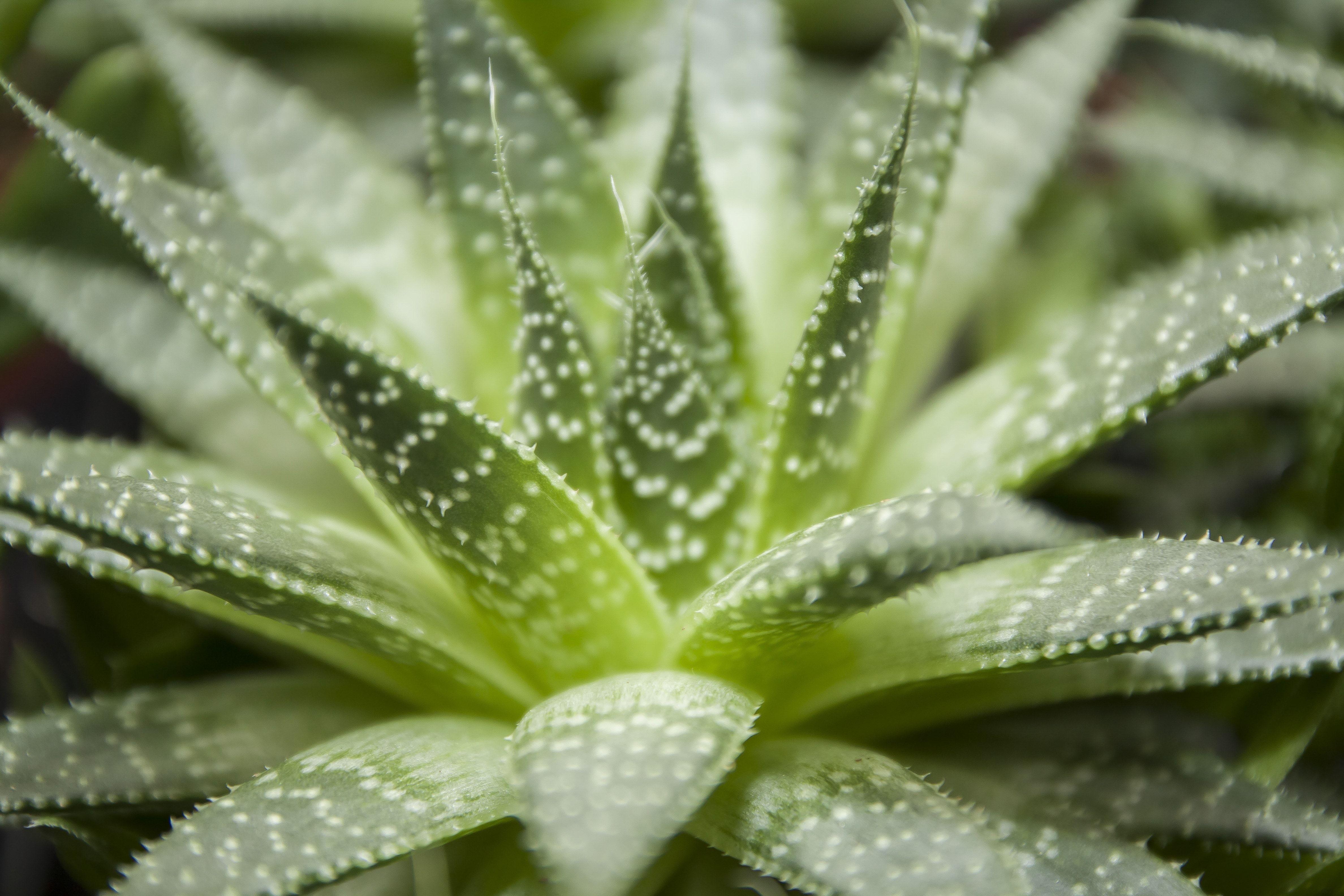 4752x3168 aloe vera plant free image