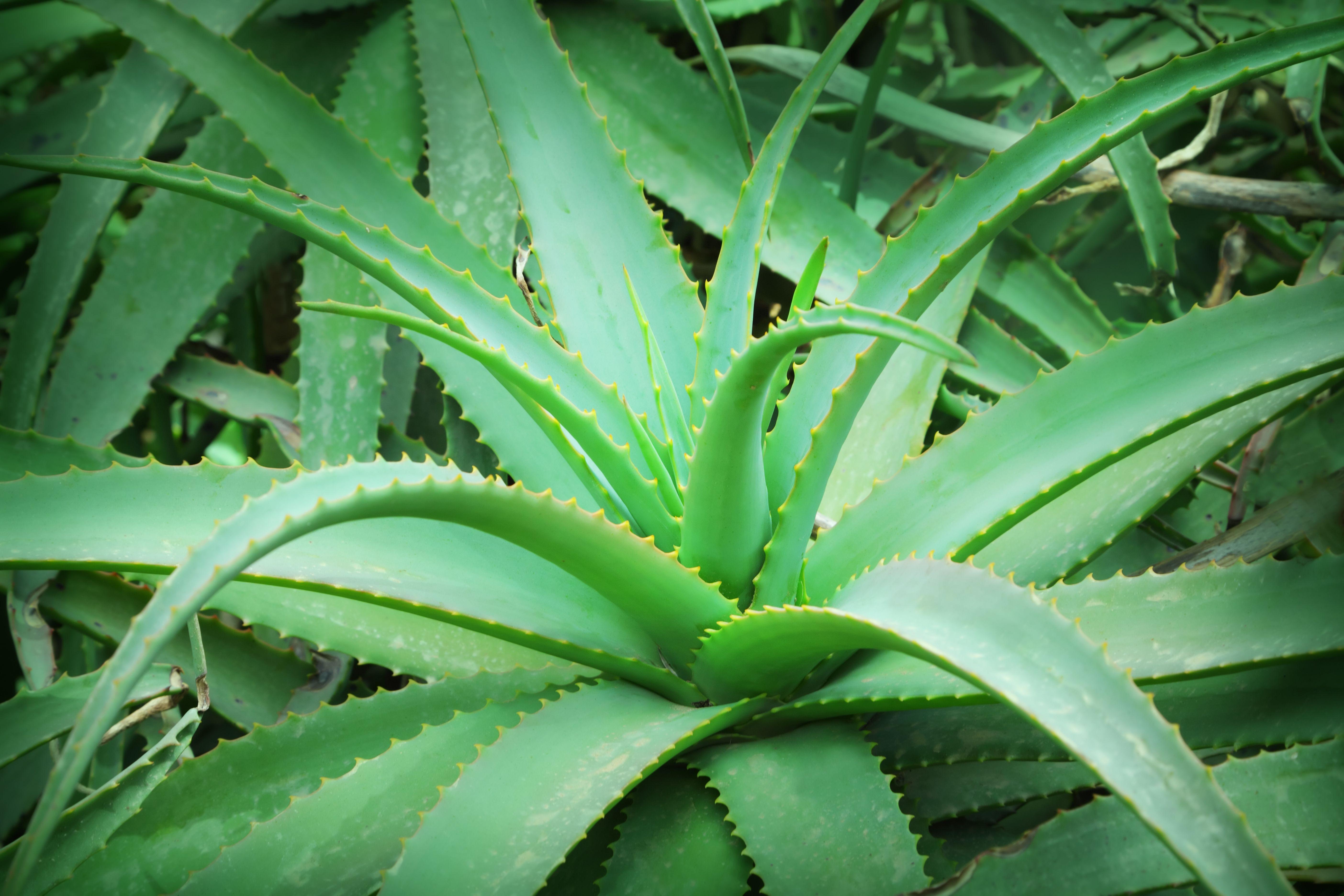 5616x3744 Aloe Vera HD Wallpaper