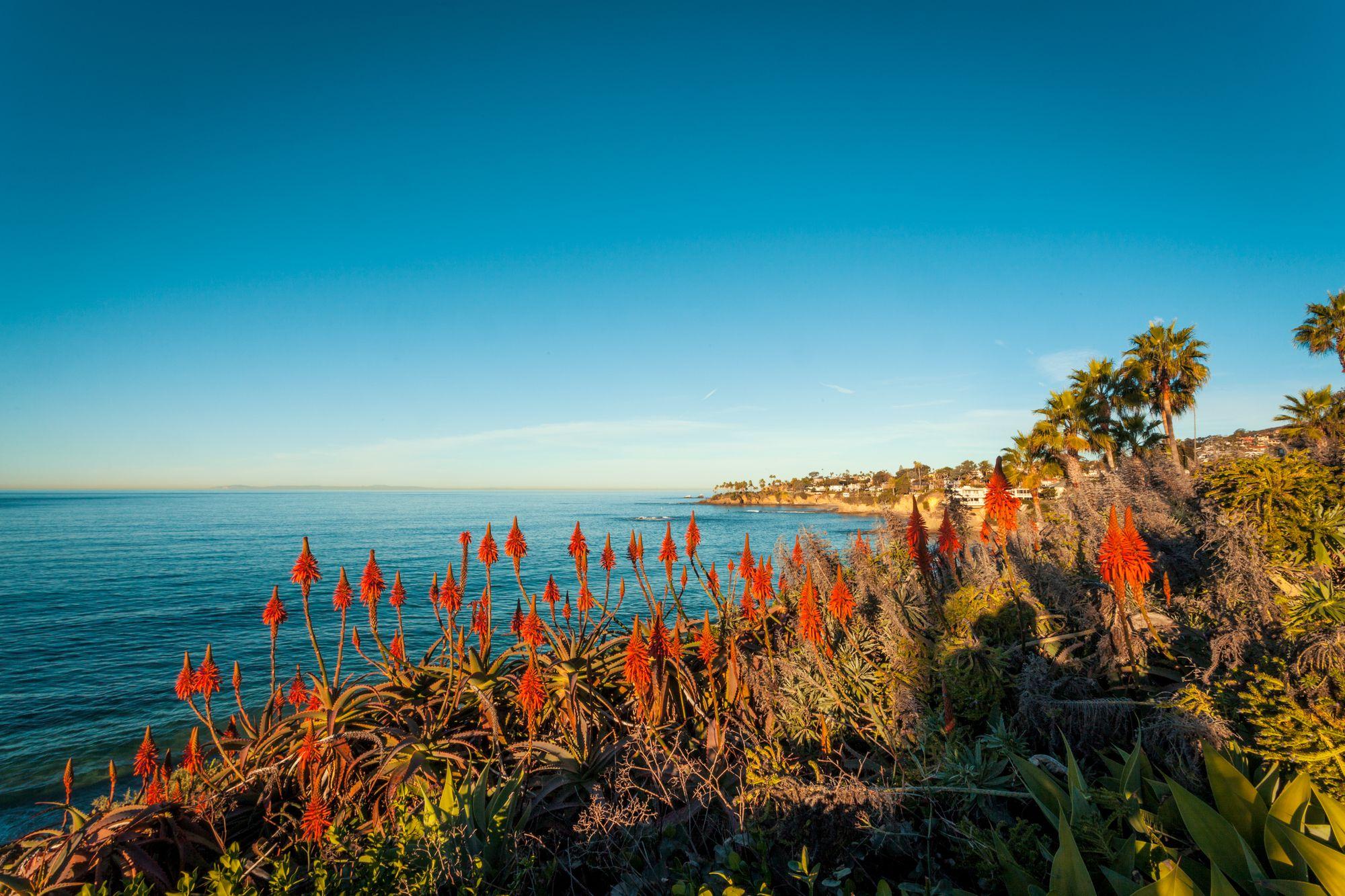 2000x1333 Laguna Beach Aloe Vera
