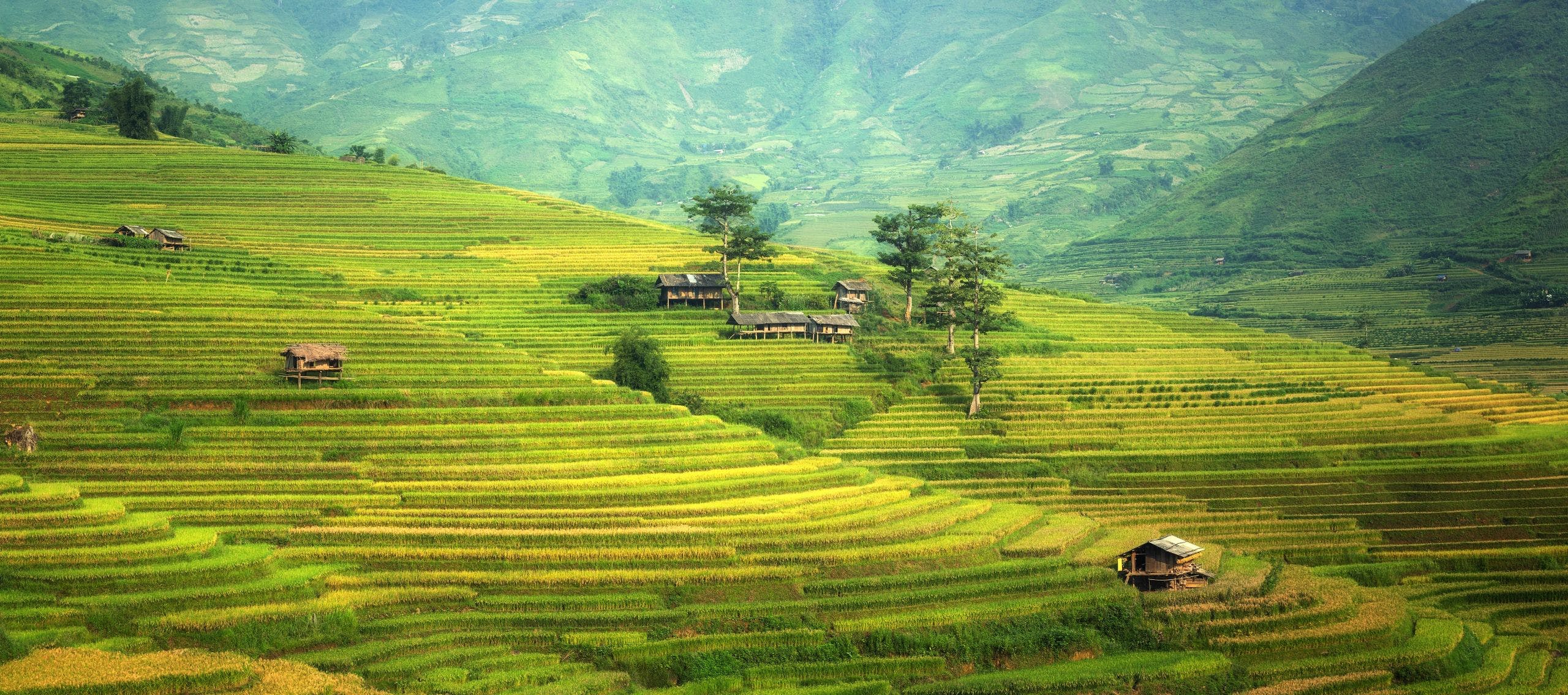 2560x1135 HD Rice Field Paddies Thailand Wallpaper