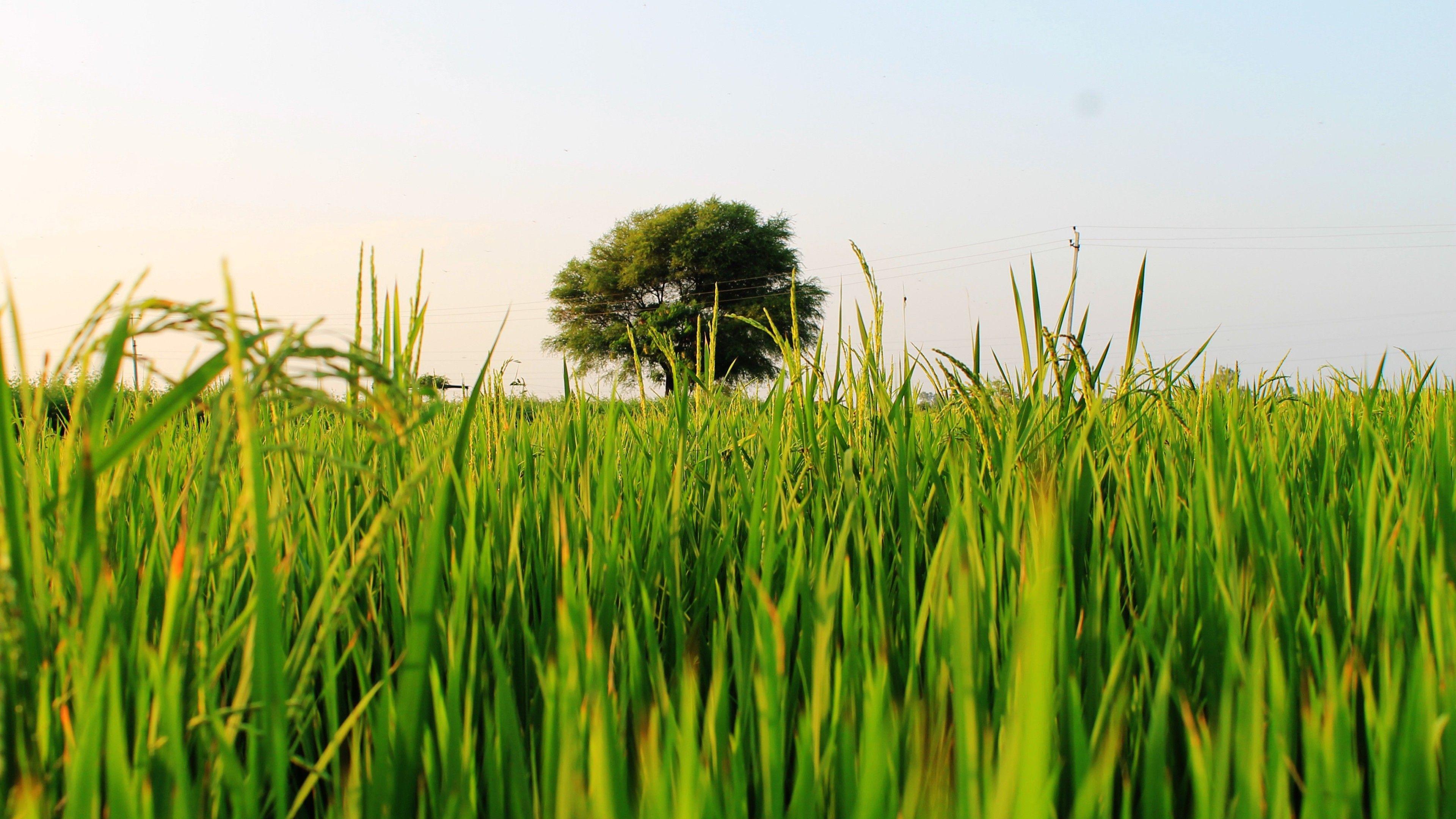 3840x2160 Paddy Field Wallpaper