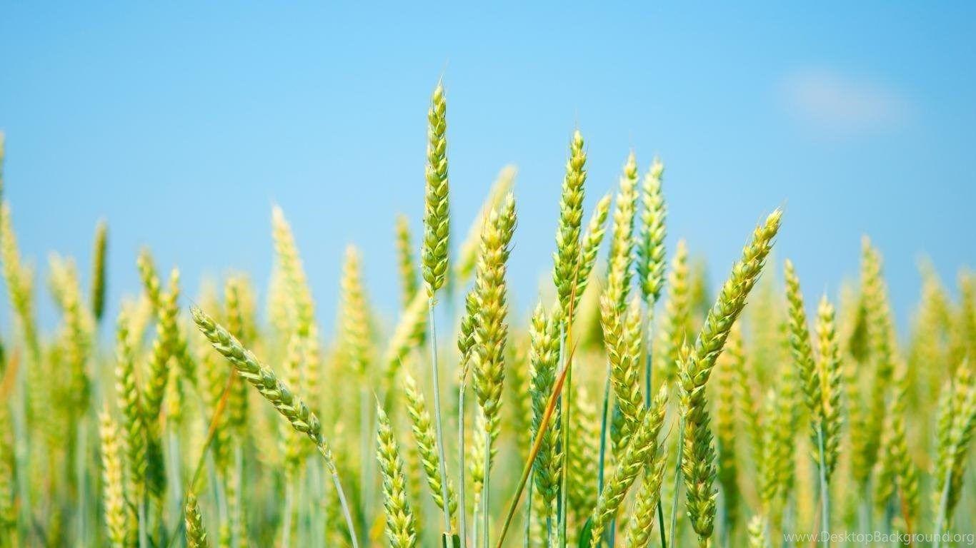 1366x768 Wallpaper Rice Feild Fild Field The Sky Paddies Hi 1366x768