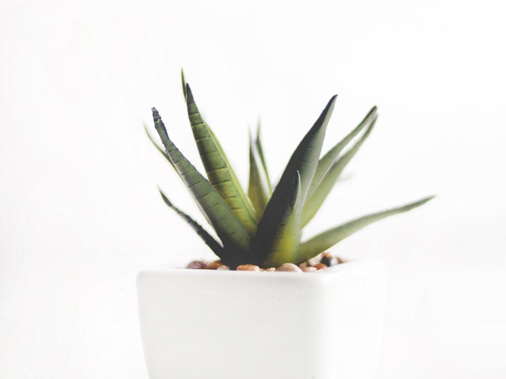 1024x768 Aloe Vera Plant on White Pot HD, 4k, 5k, 8k