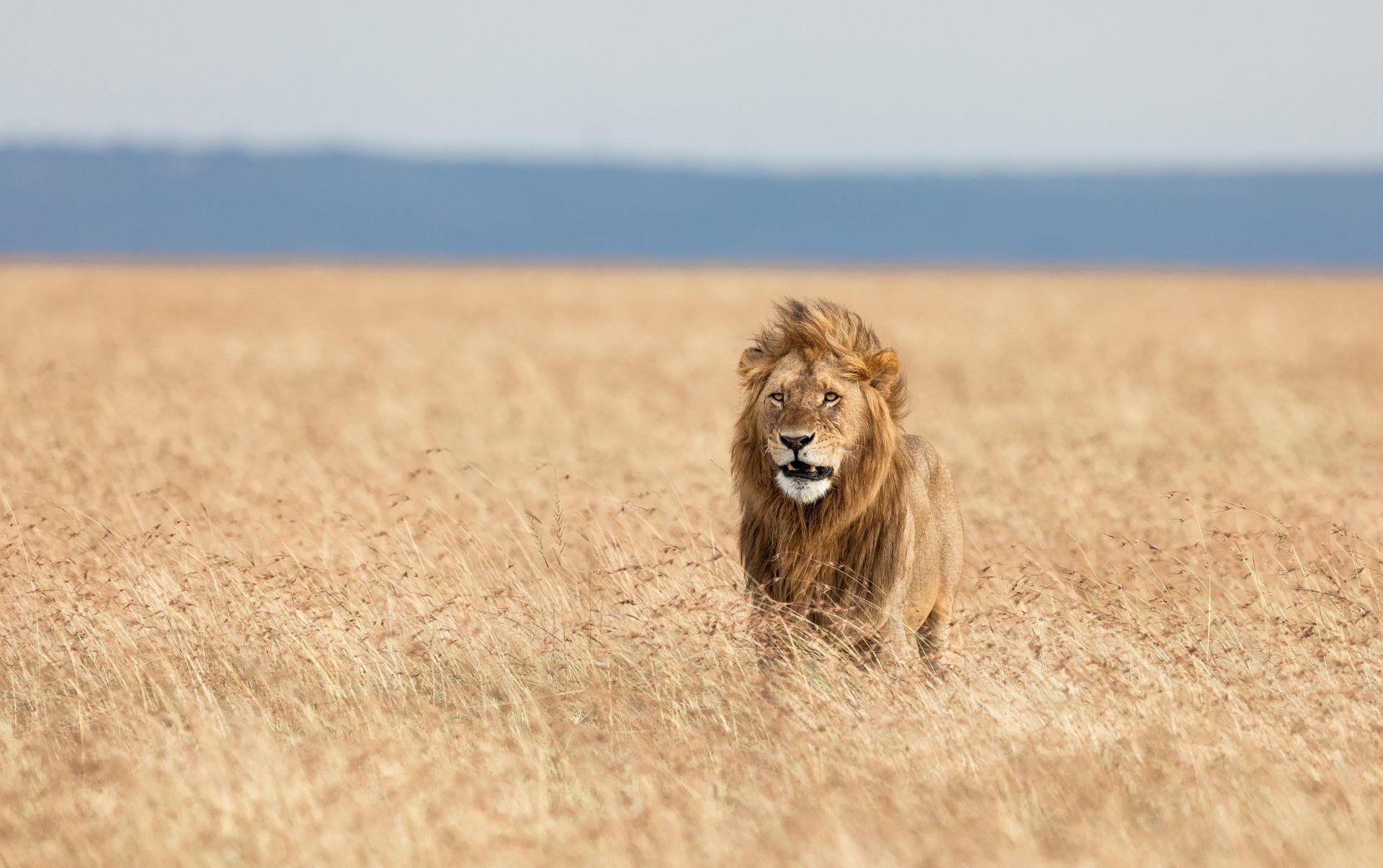 1920x1205 Majestic Lion in Focus Ultra HD Wallpaperx3735