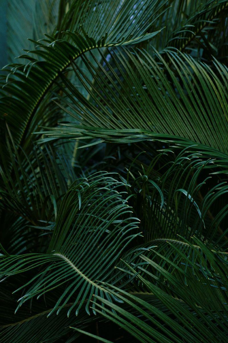 Tropical Plants Wallpapers Top Free Tropical Plants Backgrounds